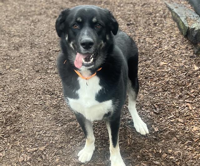 Romondo, a Adoptable mixed breed in Tacoma, WA image 1/6