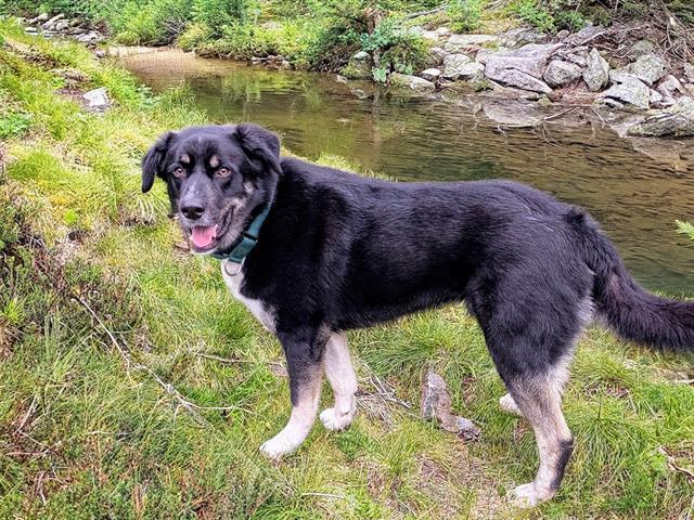 Romondo, a Adoptable mixed breed in Tacoma, WA image 2/6