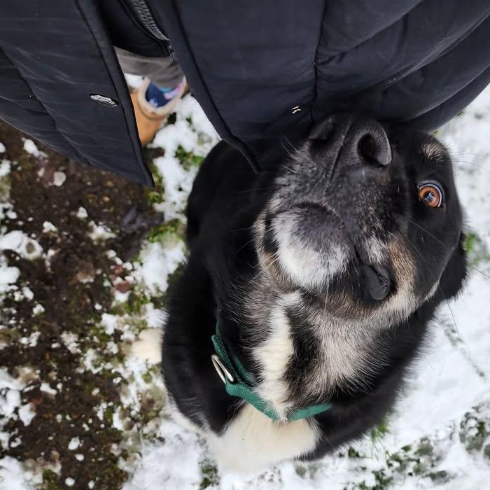 Romondo, a Adoptable mixed breed in Tacoma, WA image 3/6