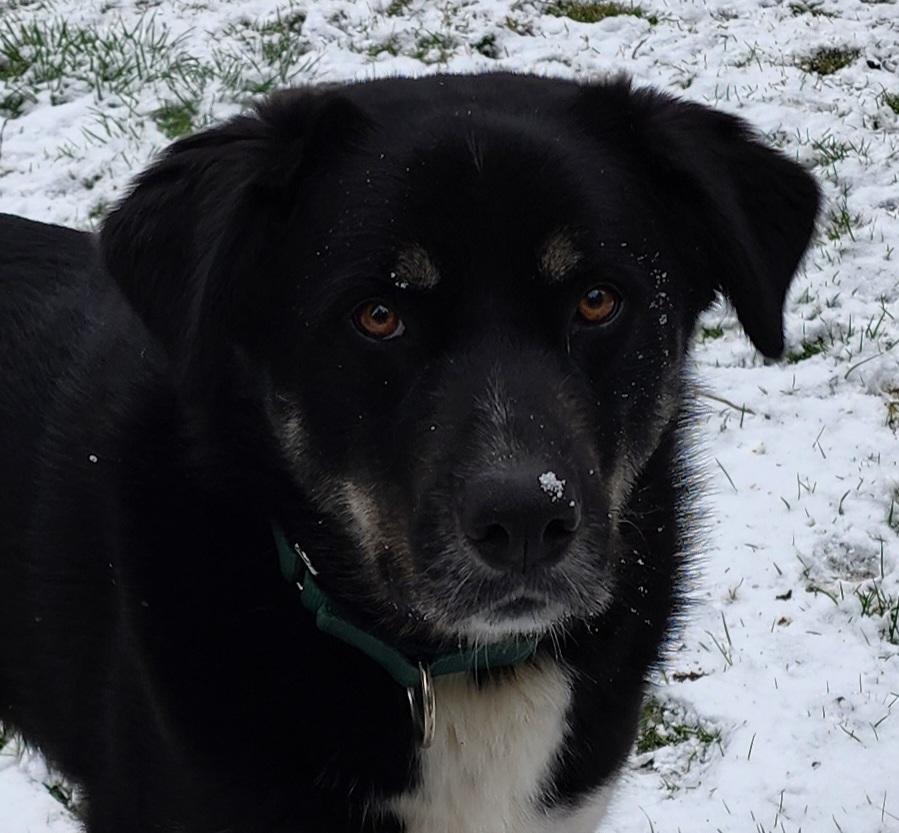 Romondo, a Adoptable mixed breed in Tacoma, WA image 4/6