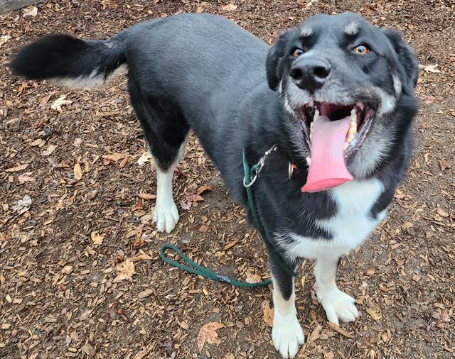 Romondo, a Adoptable mixed breed in Tacoma, WA image 6/6