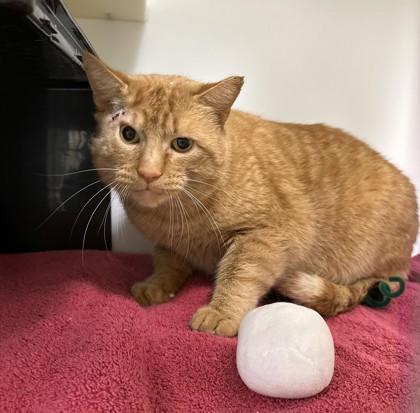 Enlarge Schnoogs, a Adoptable mixed breed in Cleveland, OH image 1/2