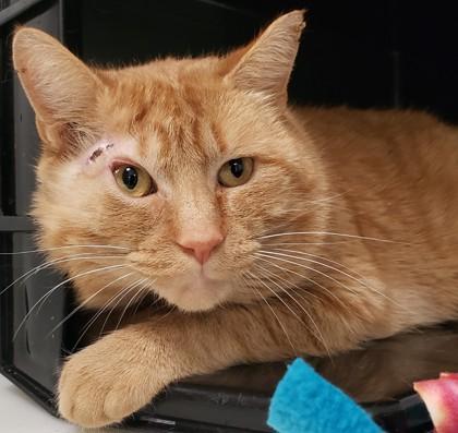 Schnoogs — thumbnail 2