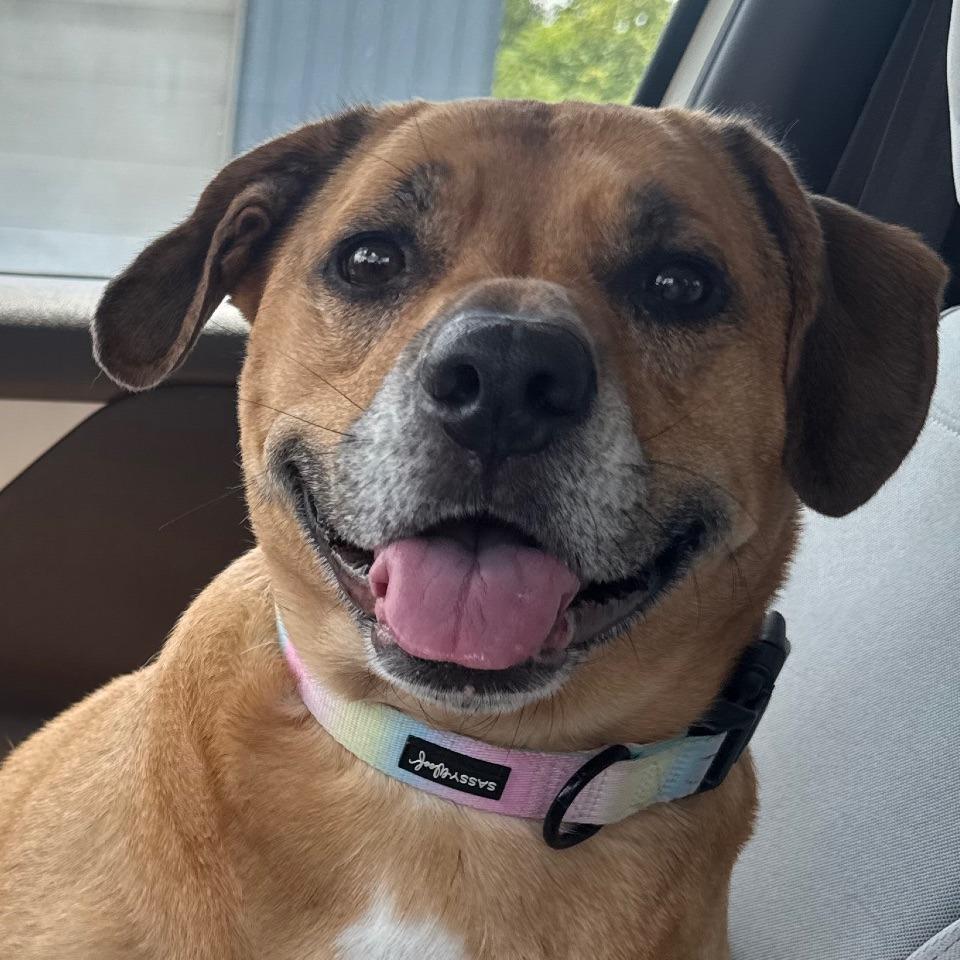 Ellie, Adoptable, Adult Female Collie & Mixed Breed.
