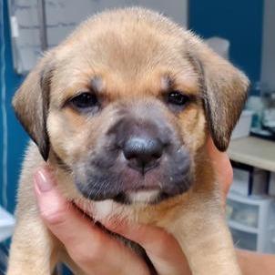 Enlarge Ellie, a Adoptable mixed breed in Newark, NJ image 2/2
