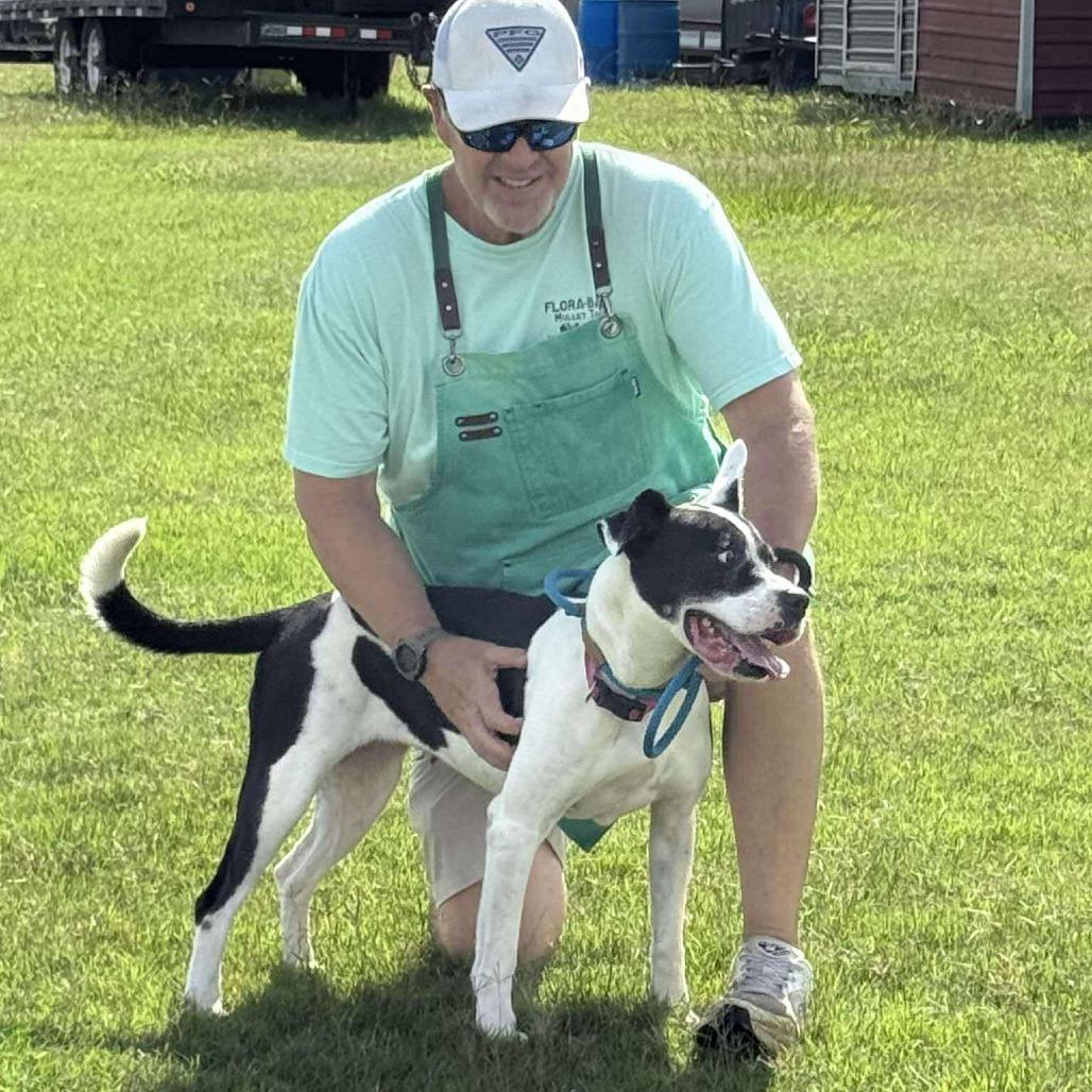 Layla, Adoptable, Adult Female Mixed Breed.