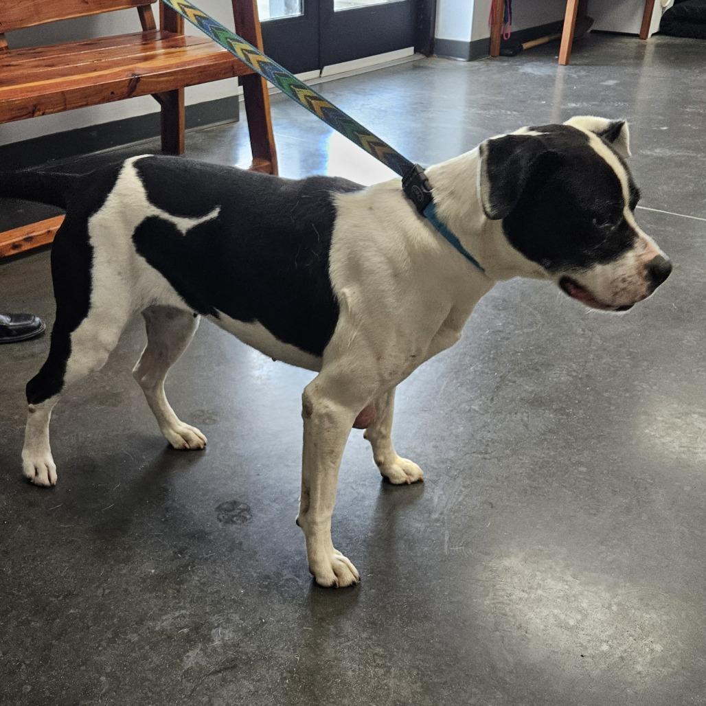 Enlarge Layla, a Adoptable Mixed Breed in Dickinson, TX image 4/6