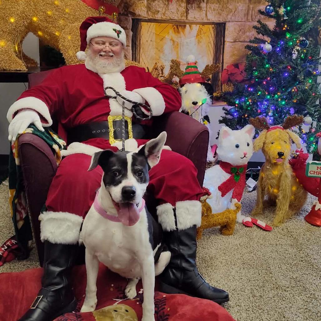 Enlarge Layla, a Adoptable Mixed Breed in Dickinson, TX image 6/6