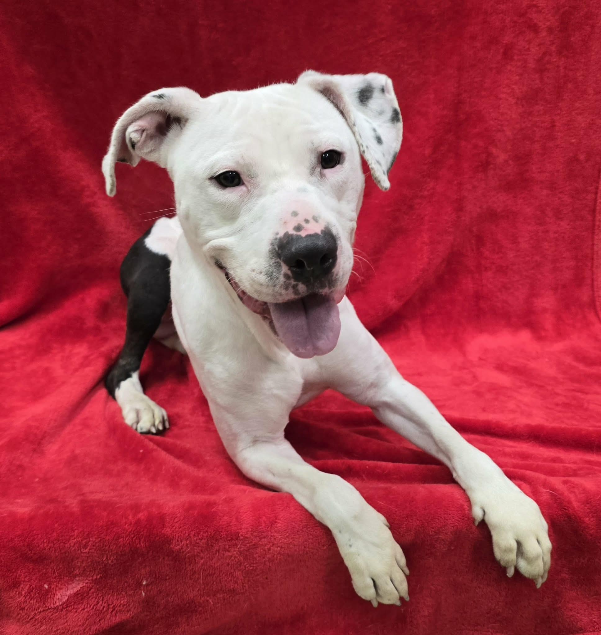 Jack, an adoptable mixed breed in Frankfort, IN image 3/5