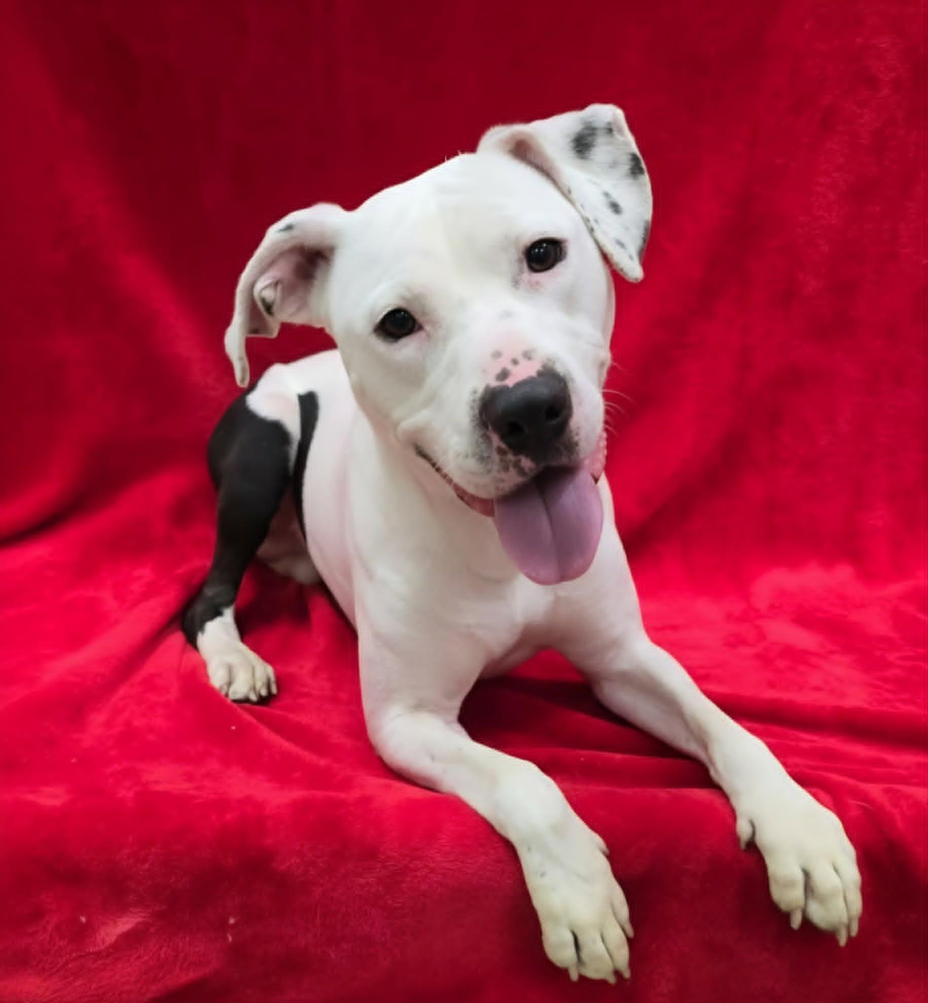 Jack, an adoptable mixed breed in Frankfort, IN image 1/5