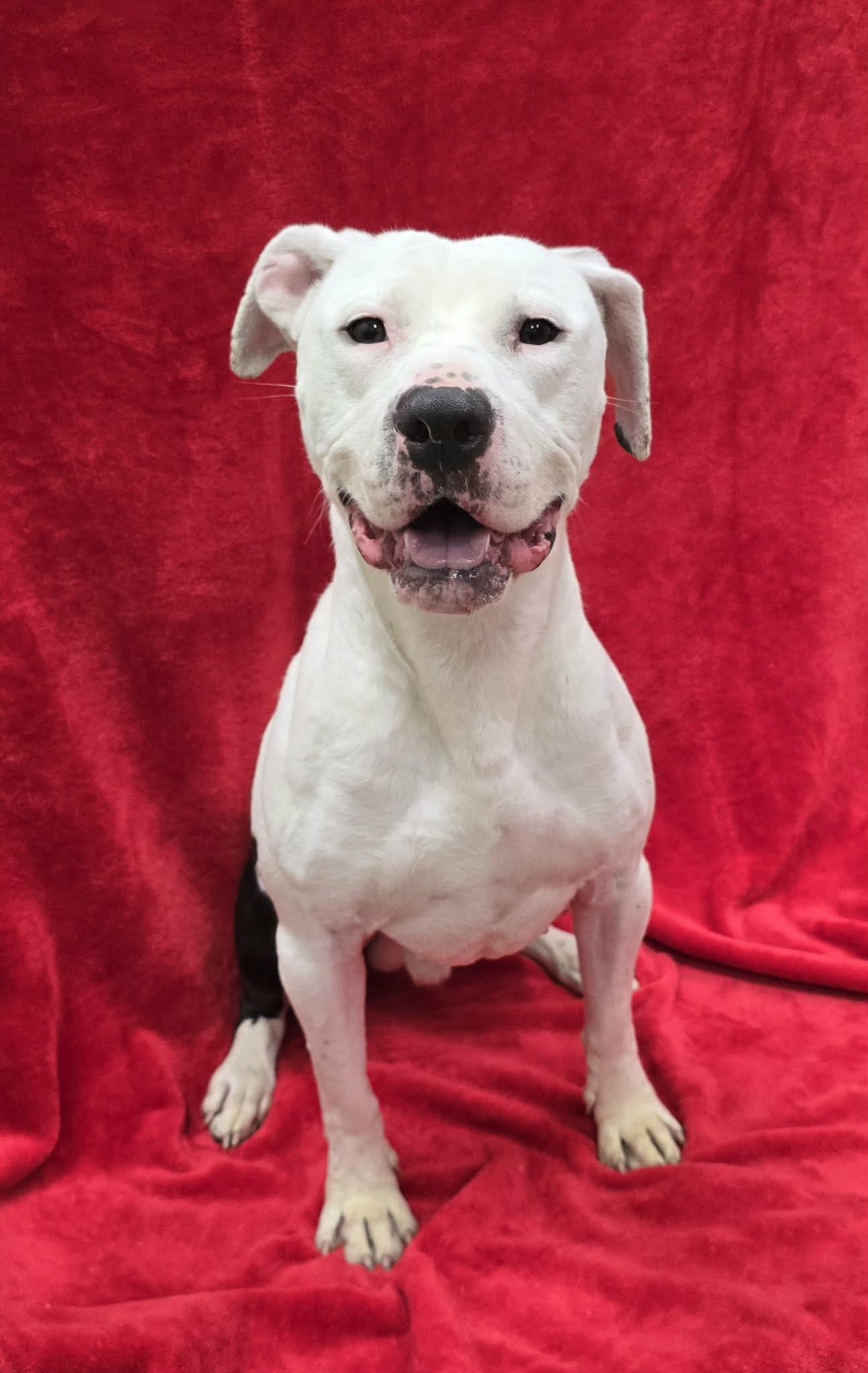 Jack, an adoptable mixed breed in Frankfort, IN image 5/5