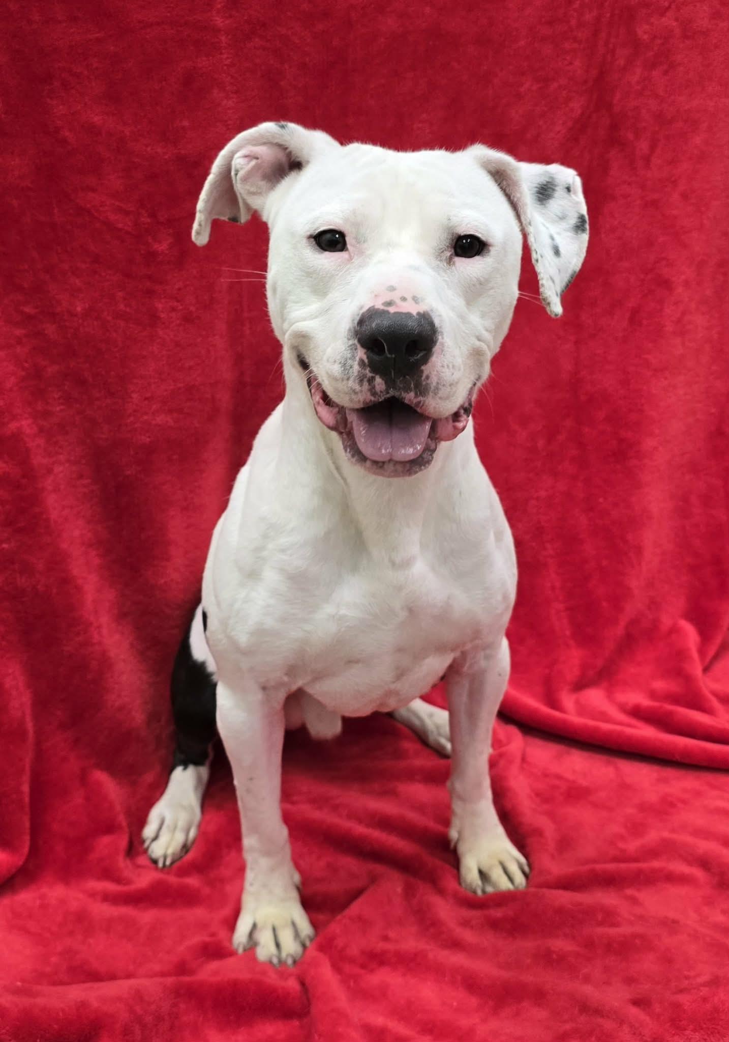Jack, an adoptable mixed breed in Frankfort, IN image 4/5