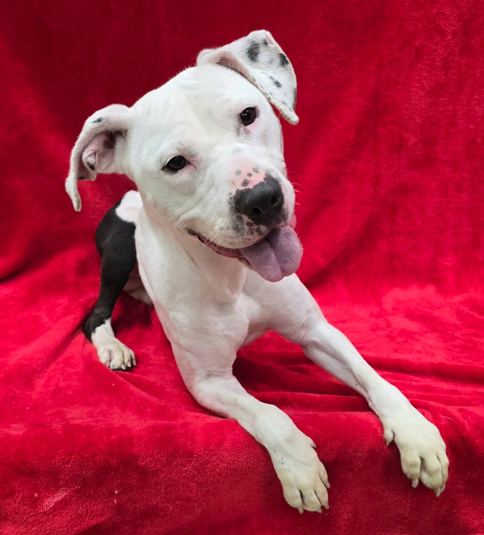 Jack, an adoptable mixed breed in Frankfort, IN image 2/5