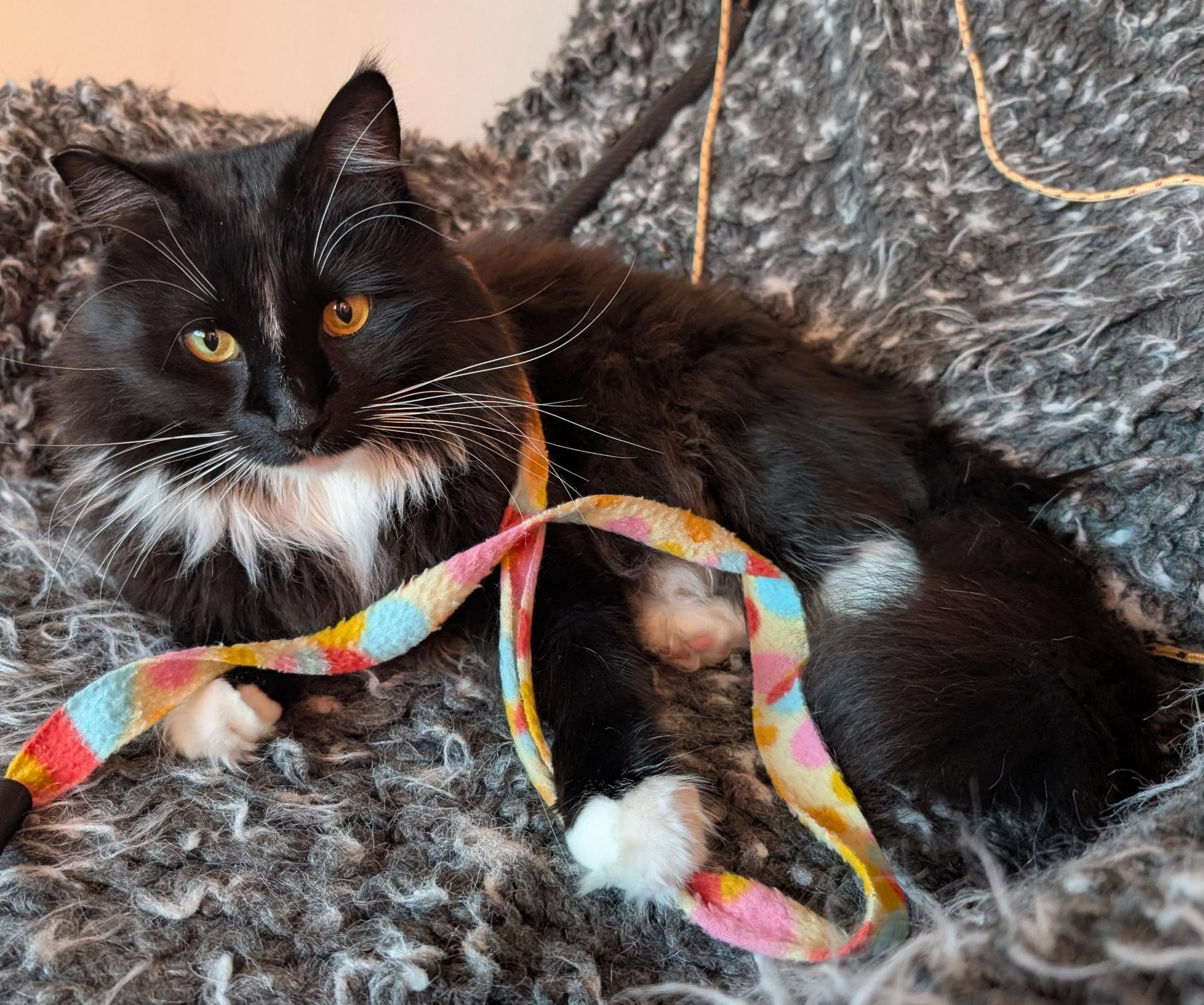 Ralphie, a Adoptable Domestic Long Hair in Sherman Oaks, CA image 2/6