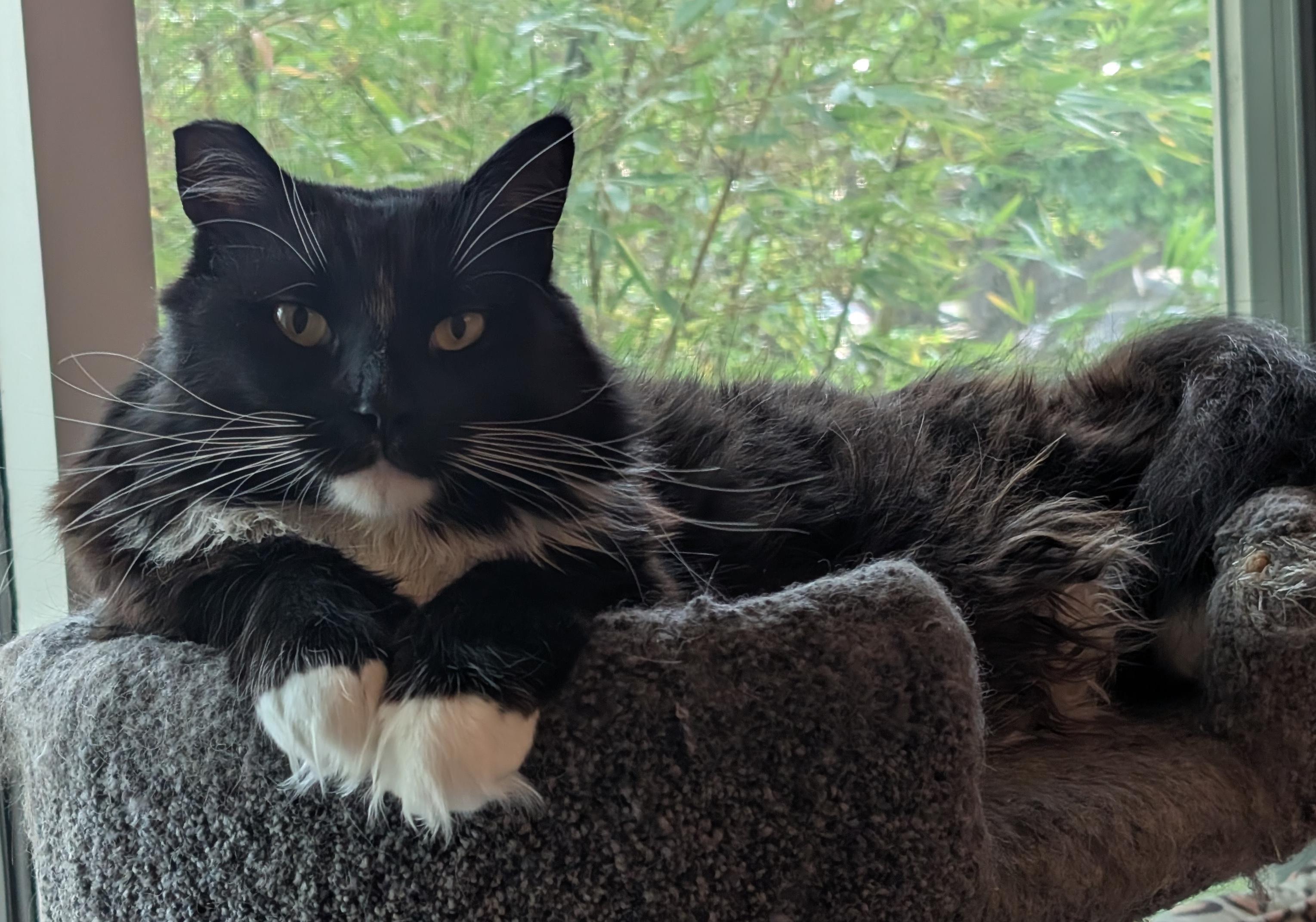 Ralphie, a Adoptable Domestic Long Hair in Sherman Oaks, CA image 3/6