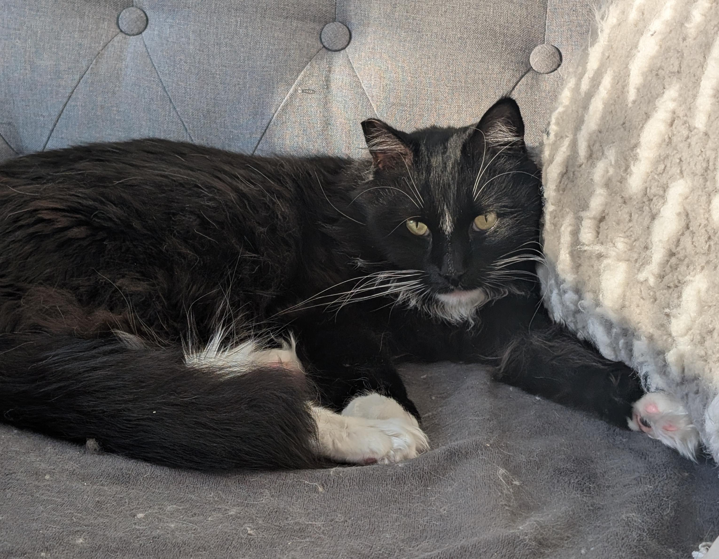 Ralphie, a Adoptable Domestic Long Hair in Sherman Oaks, CA image 4/6