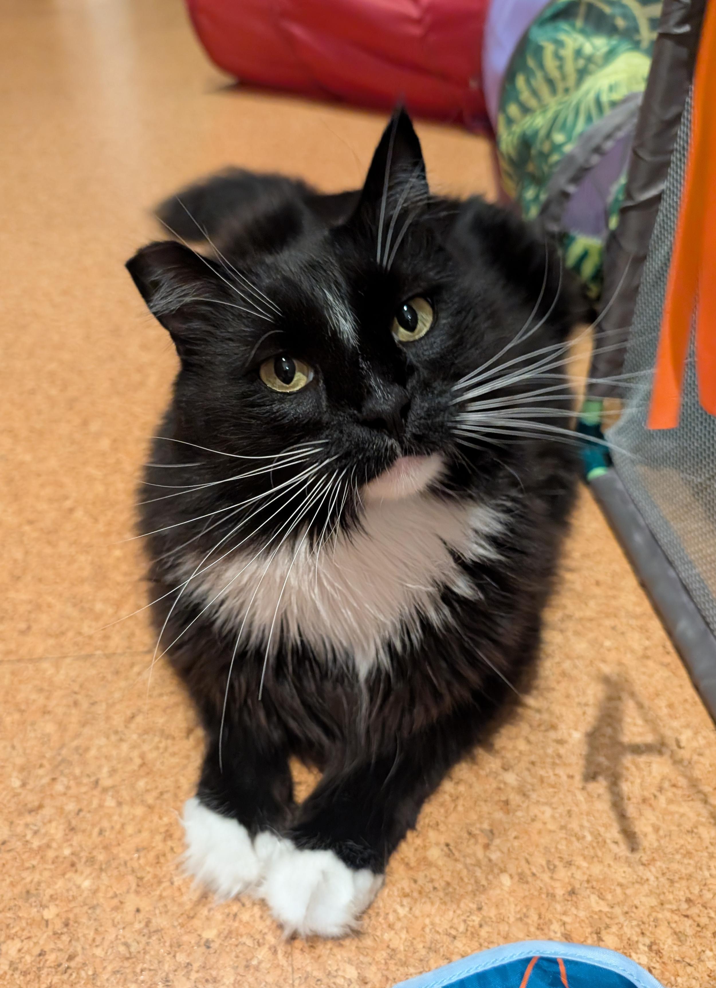 Ralphie, Adoptable, Adult Male Domestic Long Hair.