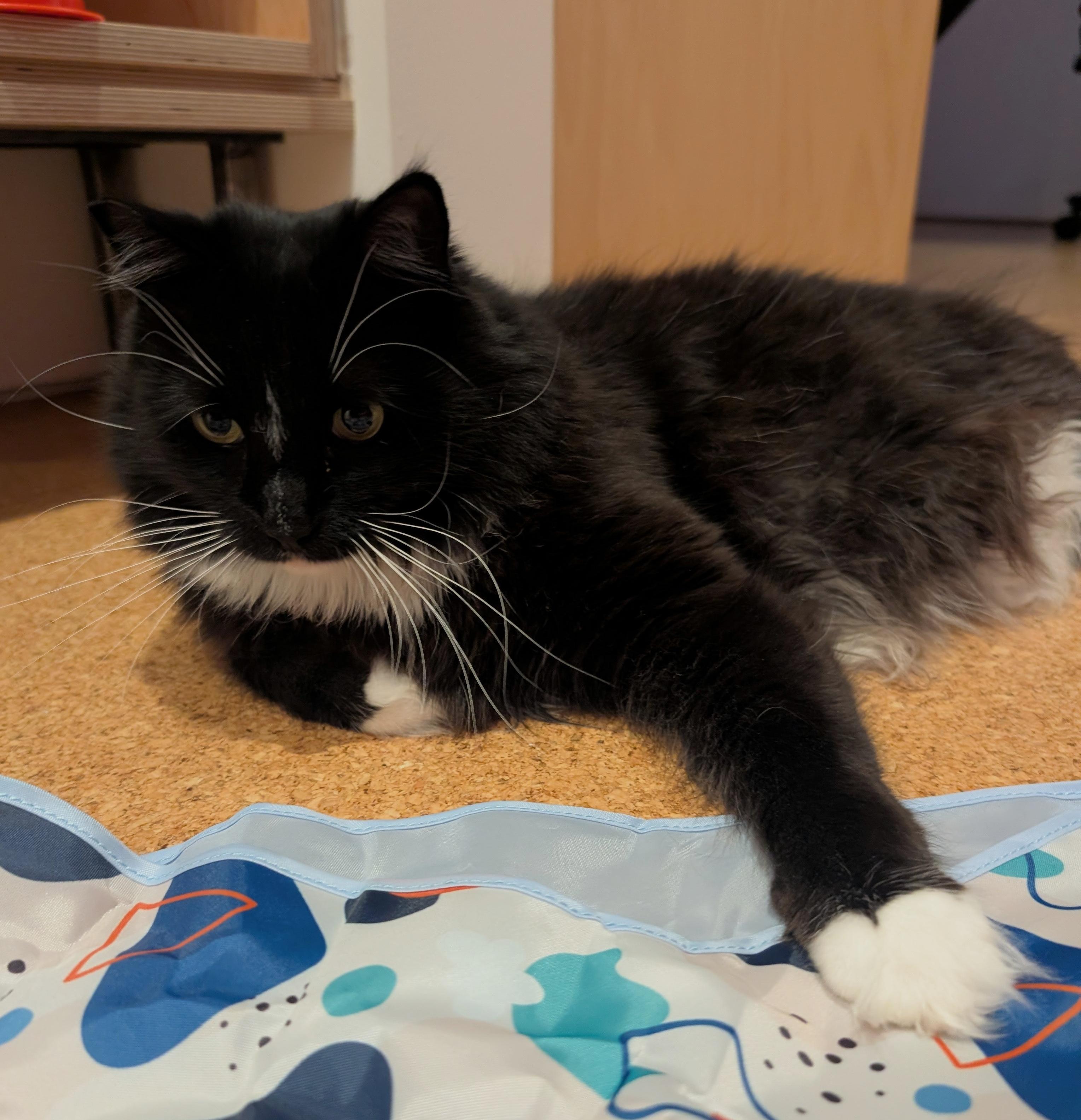 Ralphie, a Adoptable Domestic Long Hair in Sherman Oaks, CA image 6/6