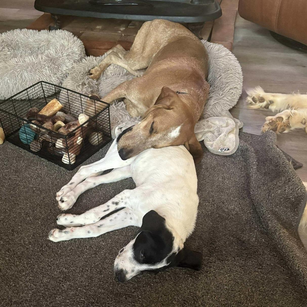 Frieda (20250916-04)