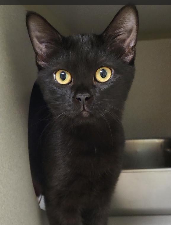 Enlarge Gabbana, a Adopted Domestic Short Hair in Grayslake, IL image 3/4