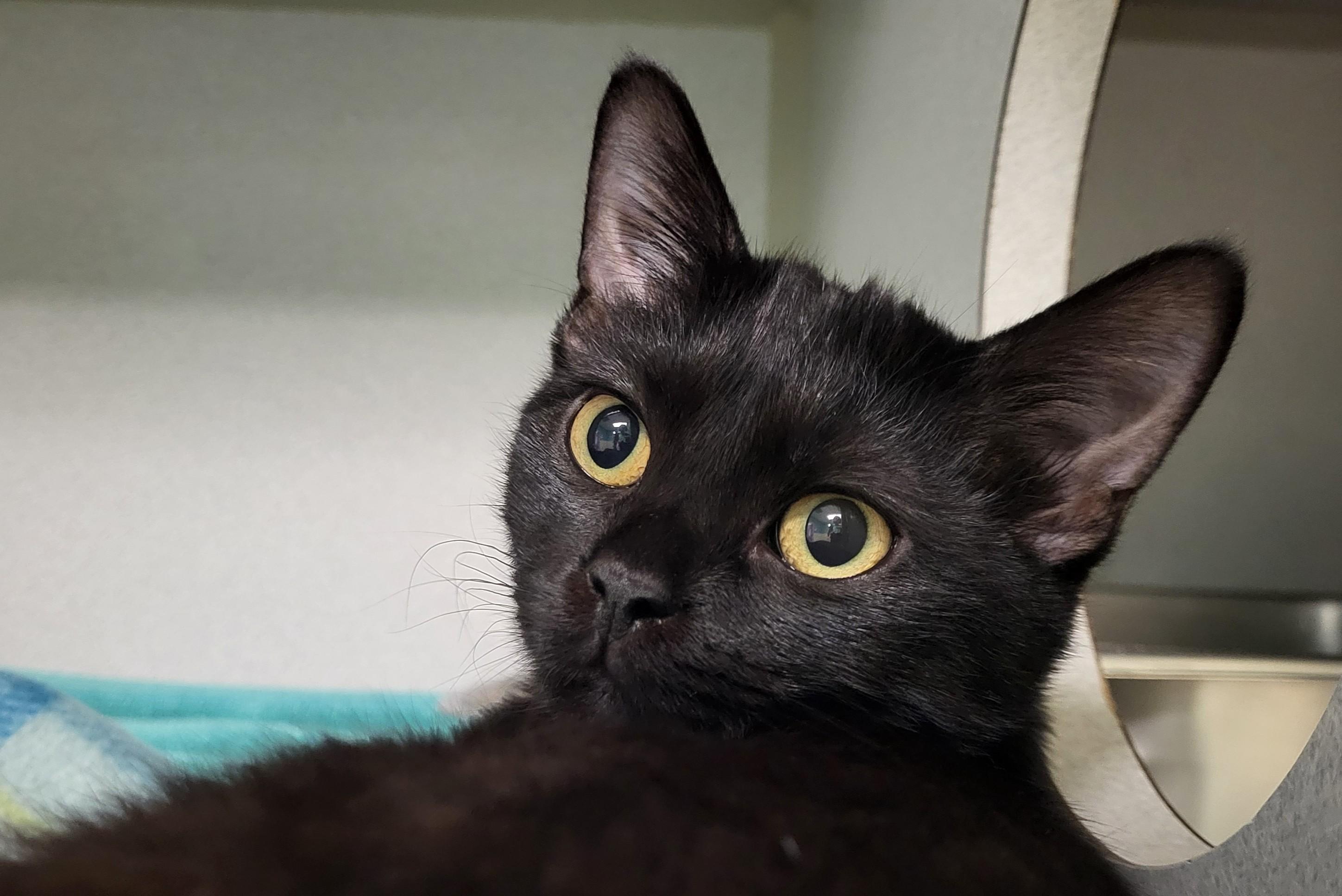 Enlarge Gabbana, a Adopted Domestic Short Hair in Grayslake, IL image 2/4