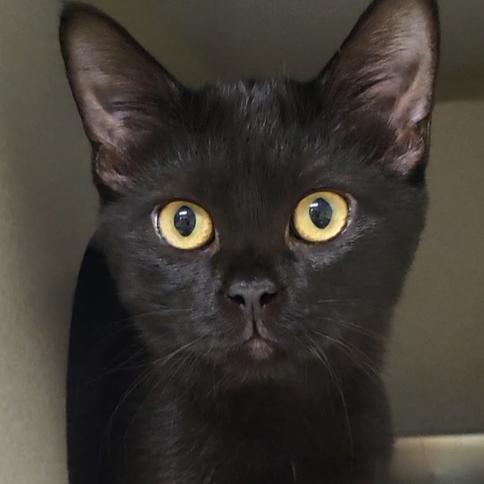 Gabbana, Adopted, Kitten Female Domestic Short Hair.