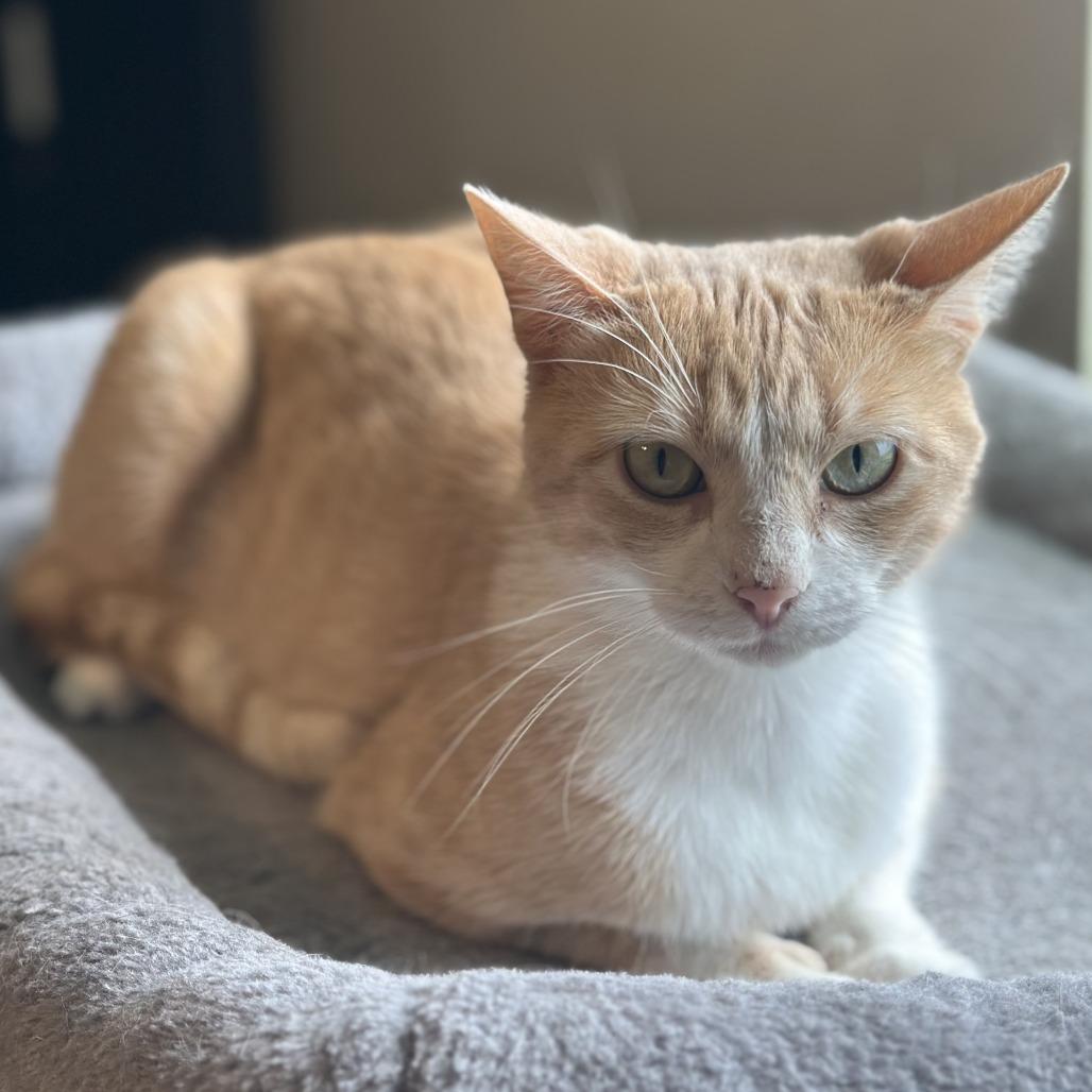 Enlarge Peaches, a Adoptable Domestic Medium Hair in San Saba, TX image 1/1
