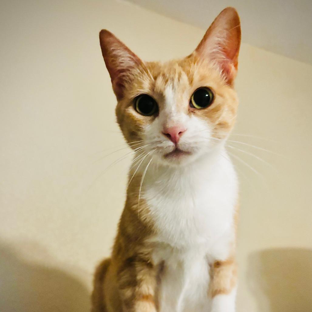 Enlarge Peaches, a Adoptable Domestic Medium Hair in San Saba, TX image 2/2