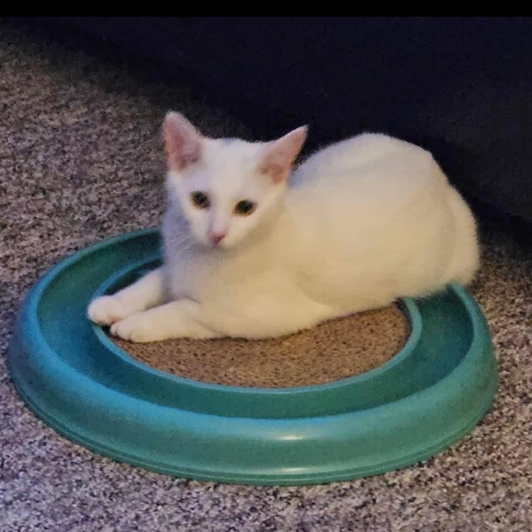 Enlarge Crash, a Adoptable Domestic Short Hair image 1/1