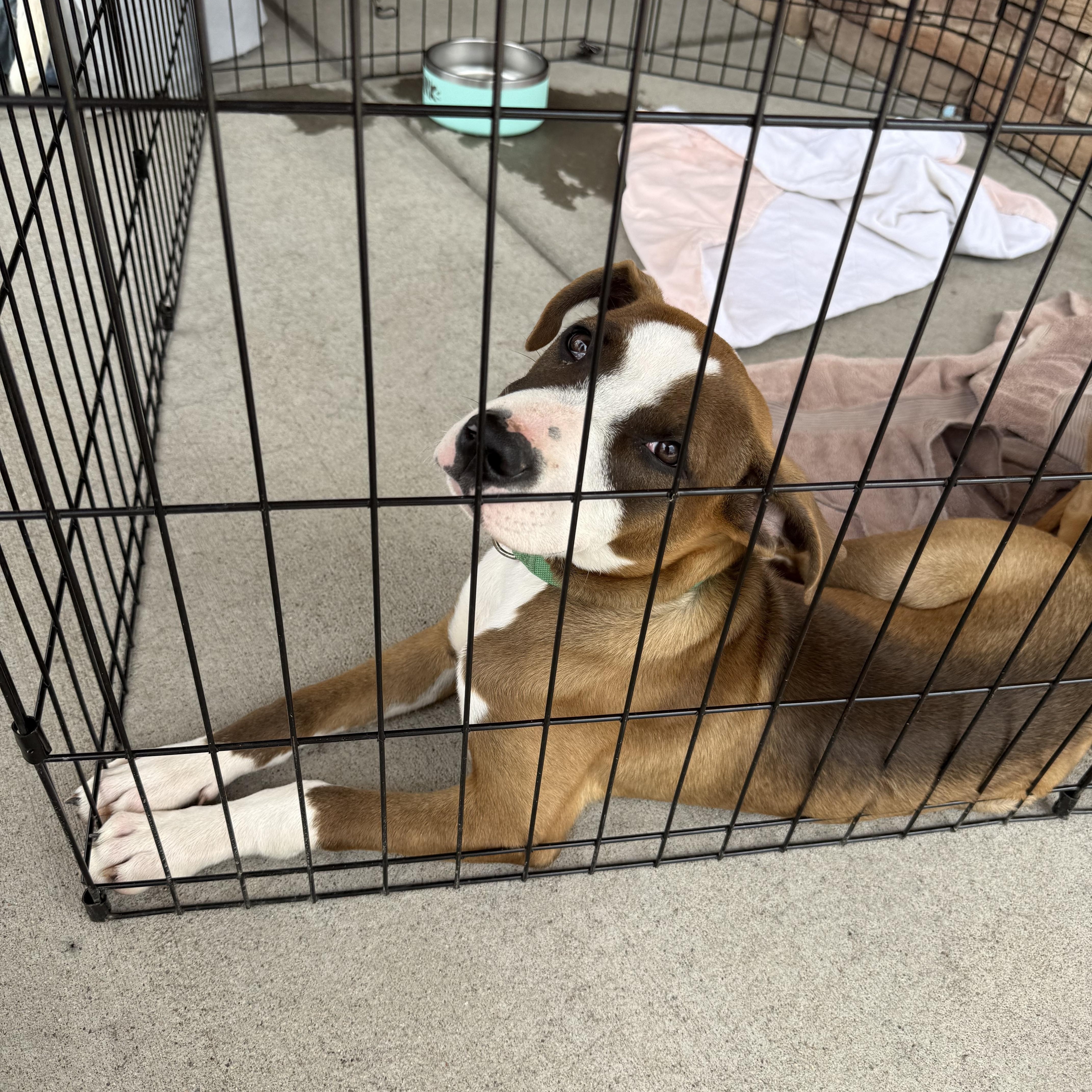 Twinky, a ADOPTABLE mixed breed in Littleton, CO image 1/3