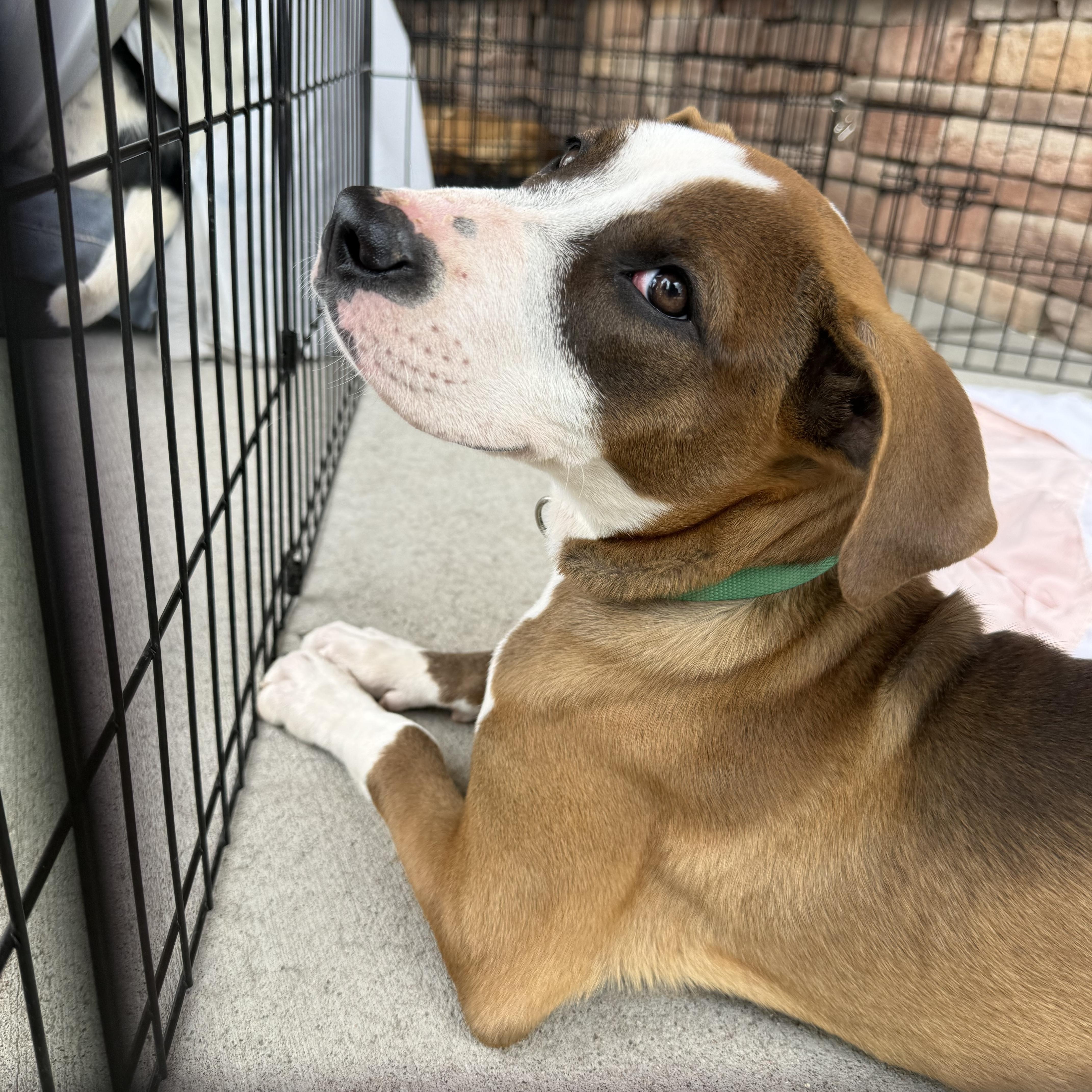 Twinky, a ADOPTABLE mixed breed in Littleton, CO image 2/3