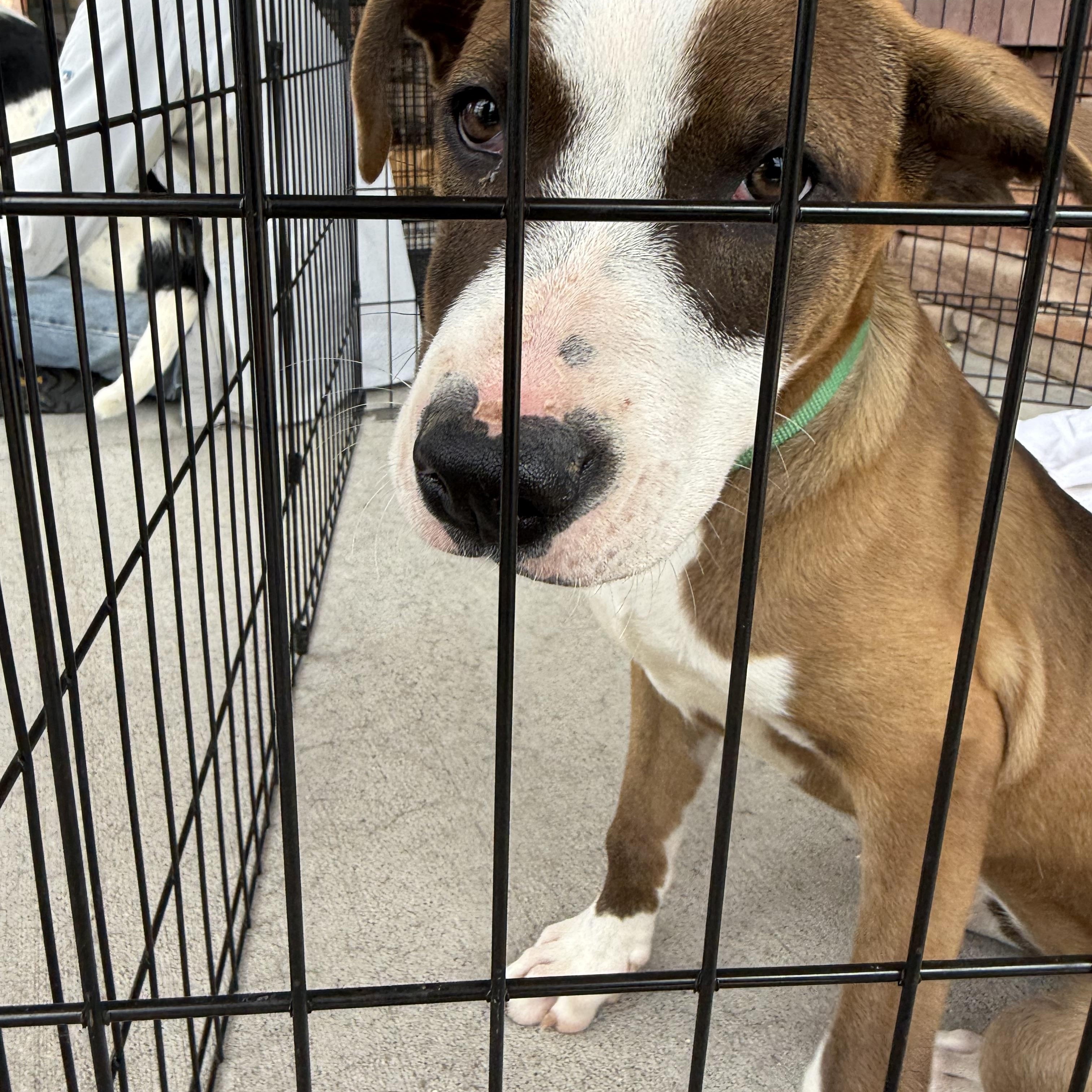 Twinky, a ADOPTABLE mixed breed in Littleton, CO image 3/3