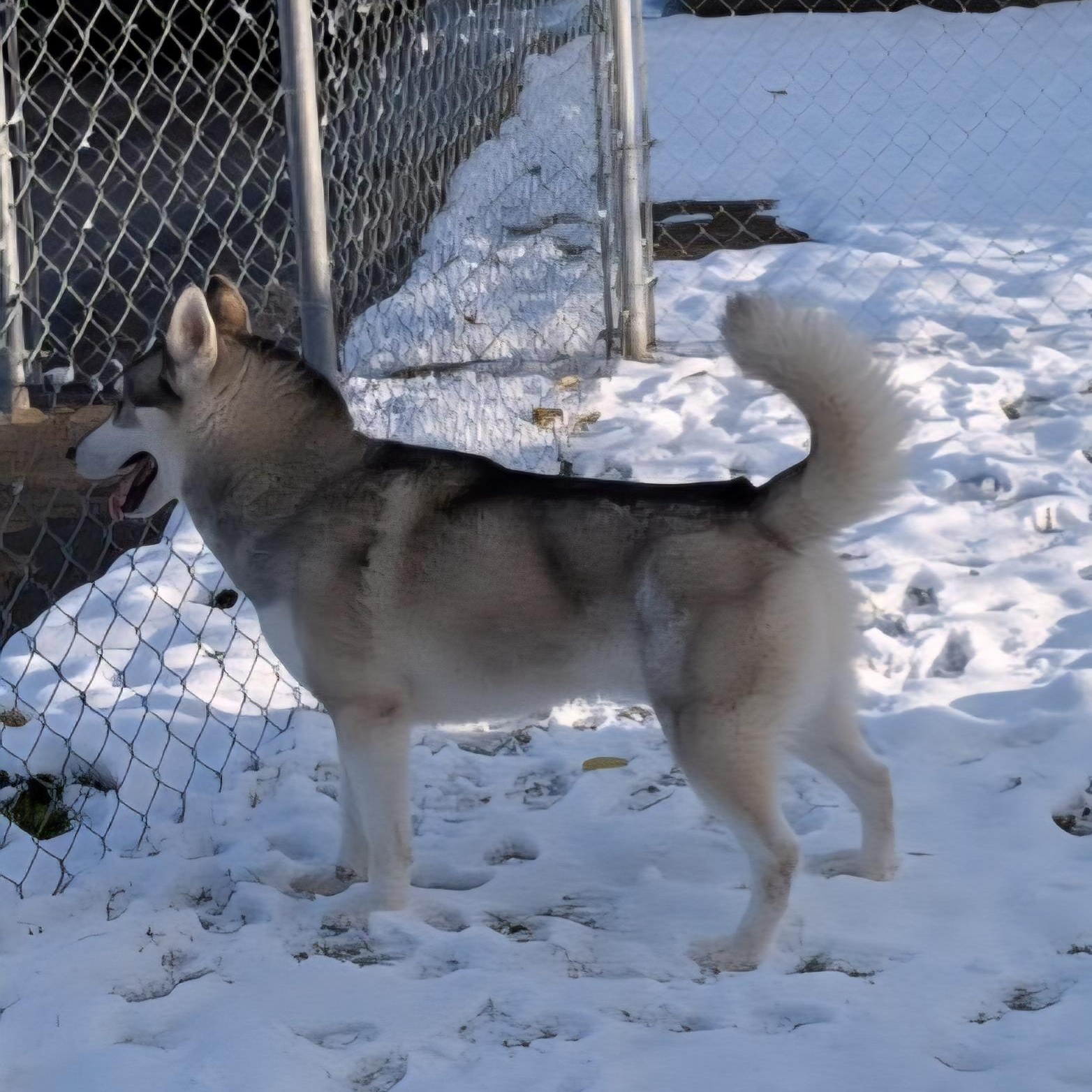 Enlarge Kodiak, a Adoptable Husky in Xenia , OH image 1/6