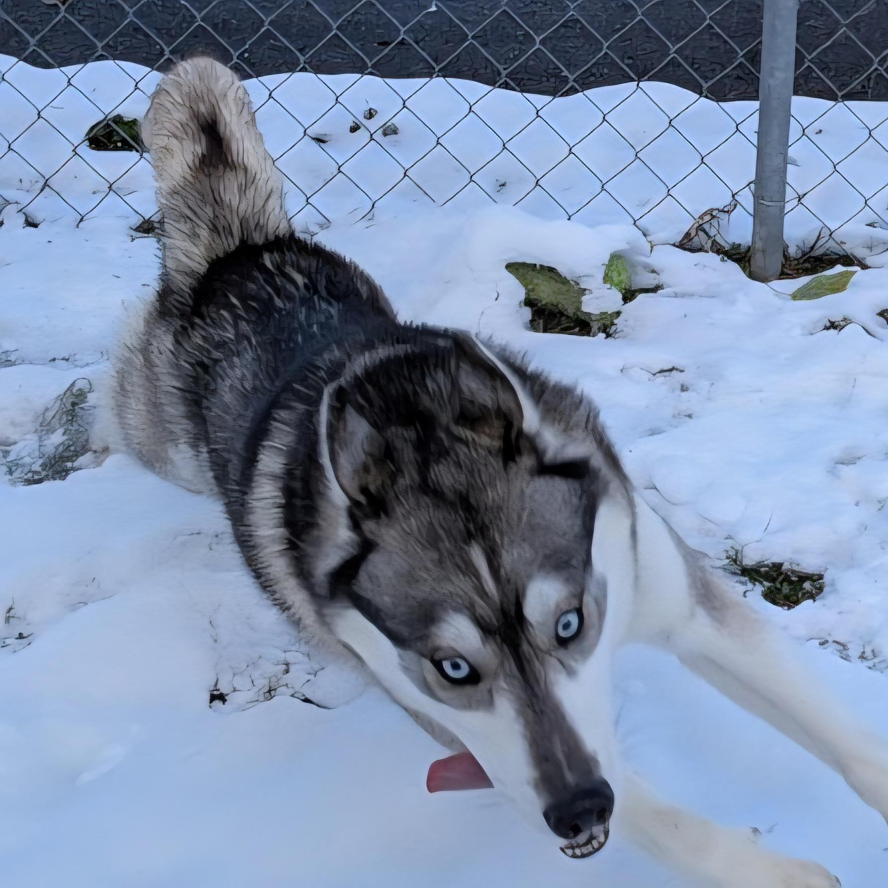 Enlarge Kodiak, a Adoptable Husky in Xenia , OH image 5/6