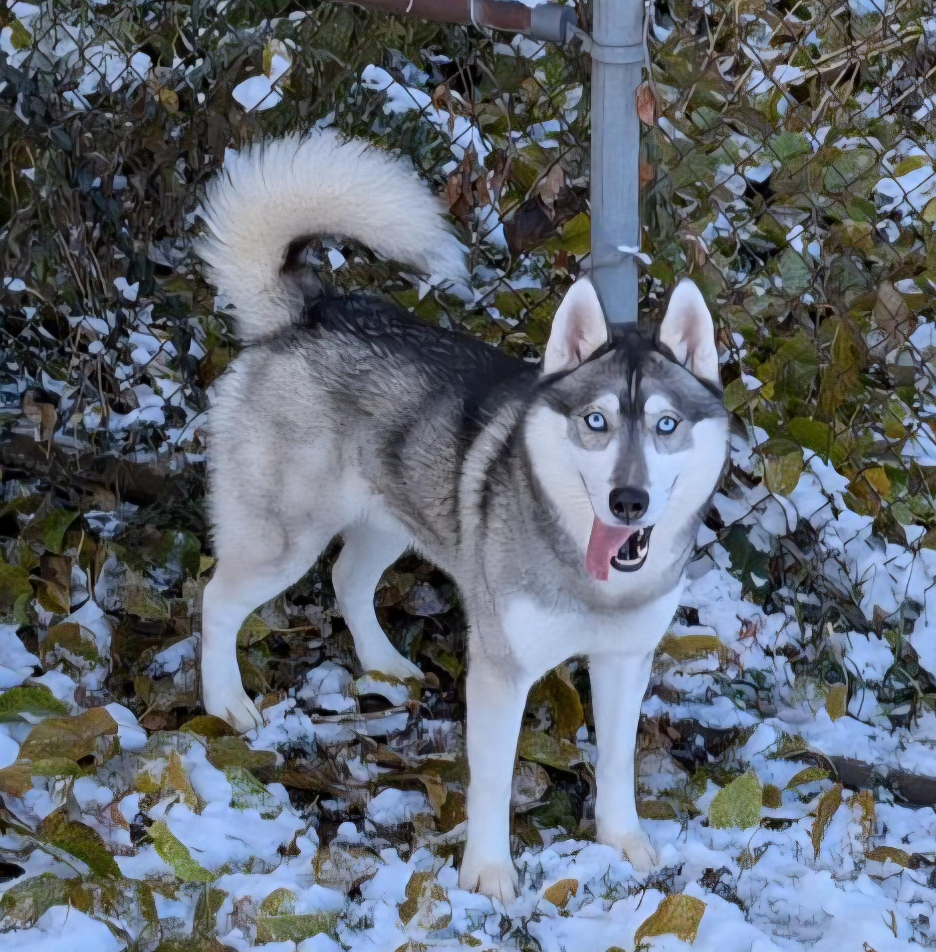 Kodiak, Adoptable, Adult Male Husky.