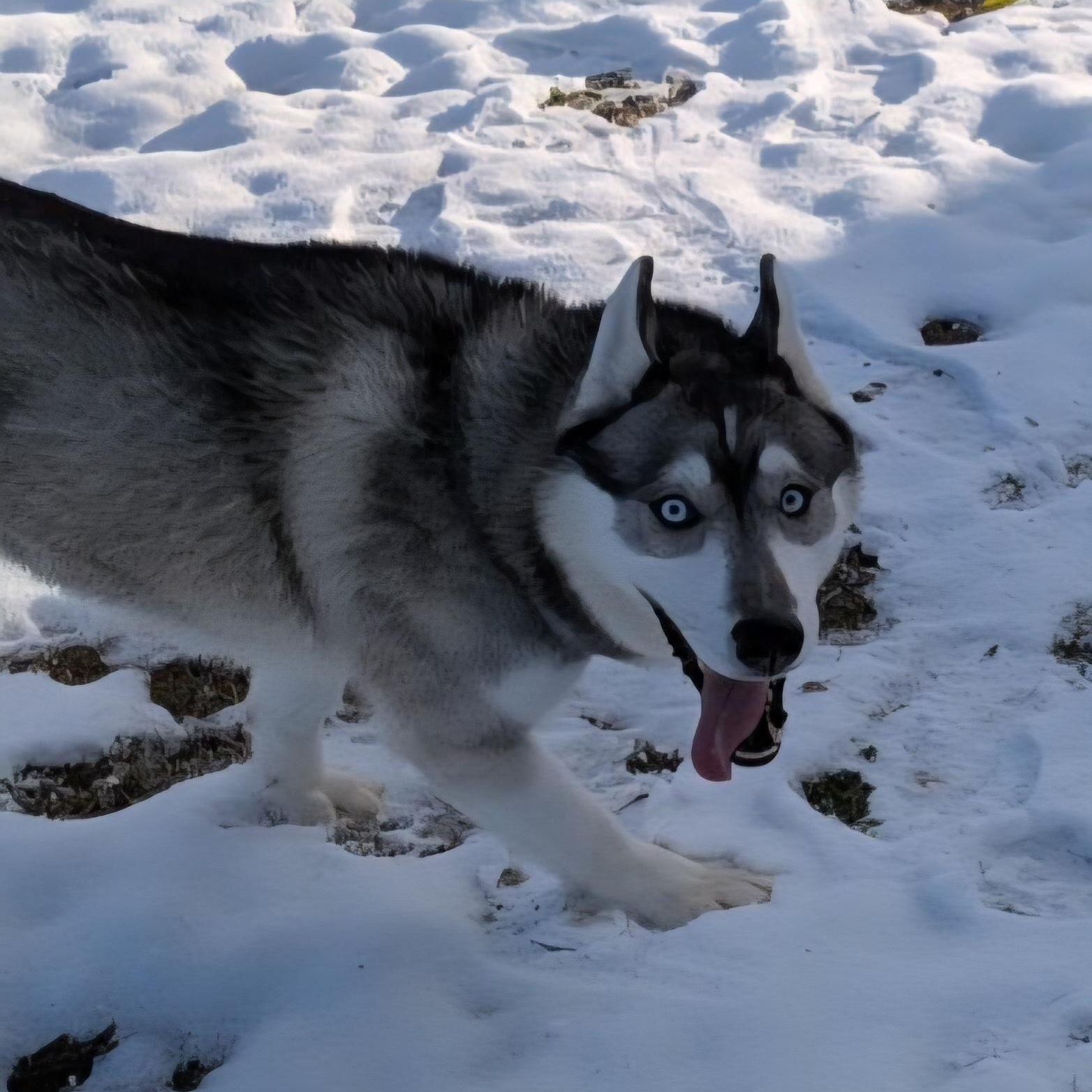 Enlarge Kodiak, a Adoptable Husky in Xenia , OH image 6/6