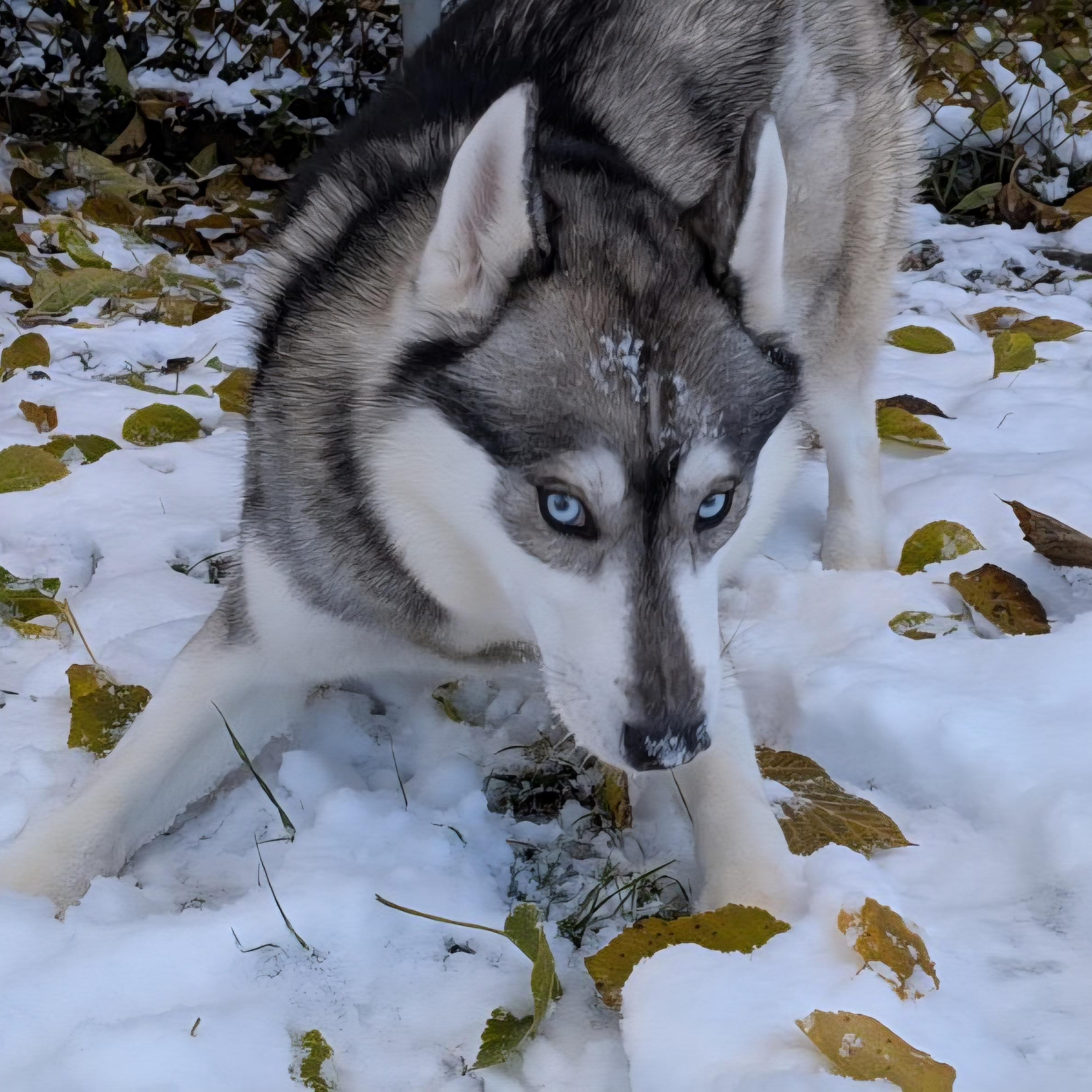 Enlarge Kodiak, a Adoptable Husky in Xenia , OH image 3/6