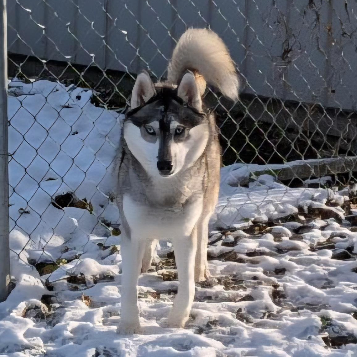 Enlarge Kodiak, a Adoptable Husky in Xenia , OH image 4/6