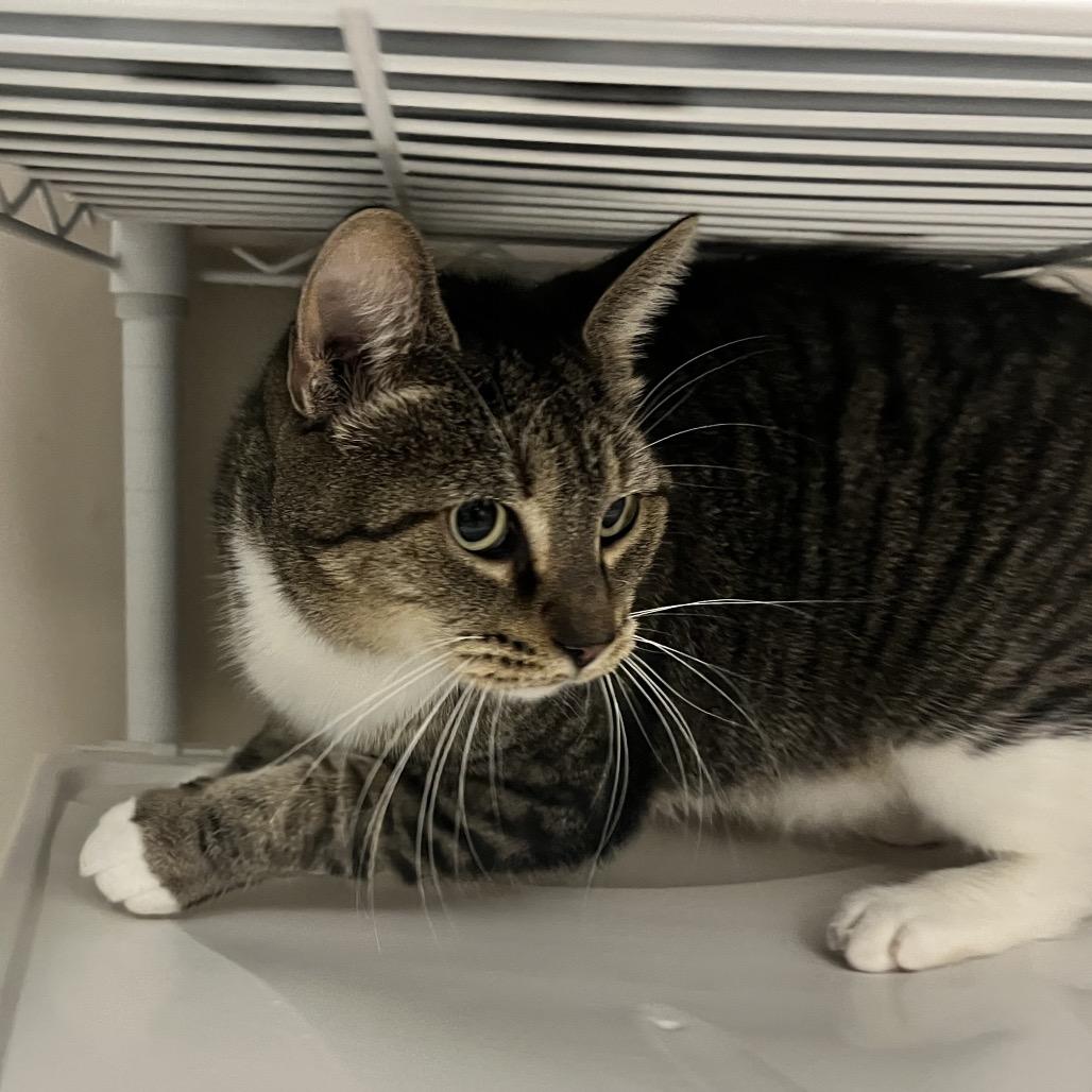 Lt. Gen. "Chesty" Puller (aka Peter), Adoptable, Adult Male Domestic Short Hair.