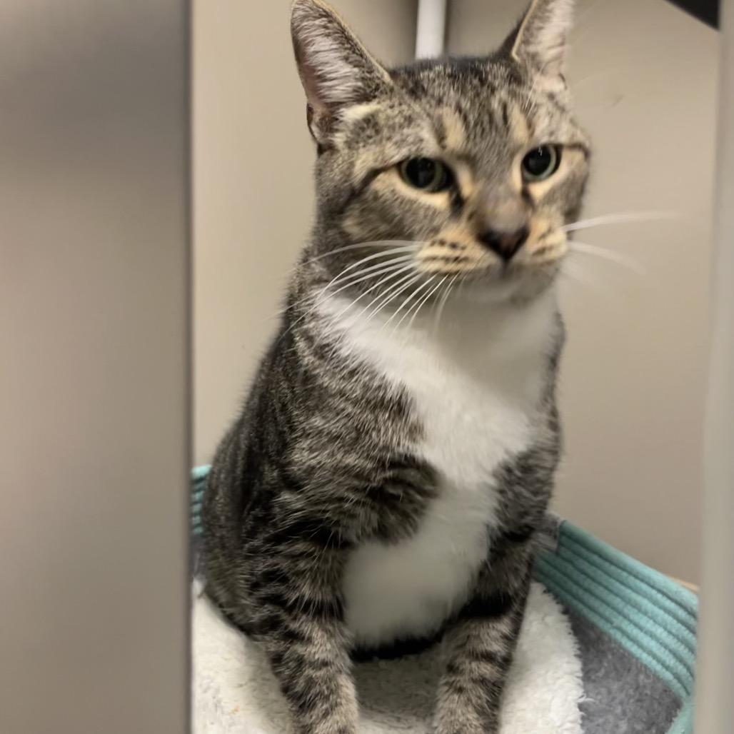 Lt. Gen. "Chesty" Puller (aka Peter), a Adoptable Domestic Short Hair in Greenfield, IN image 2/2