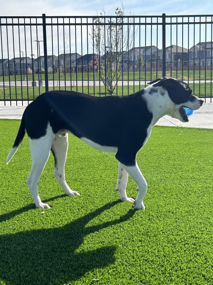 Enlarge Huey, a Adoptable mixed breed in Parker, CO image 3/3