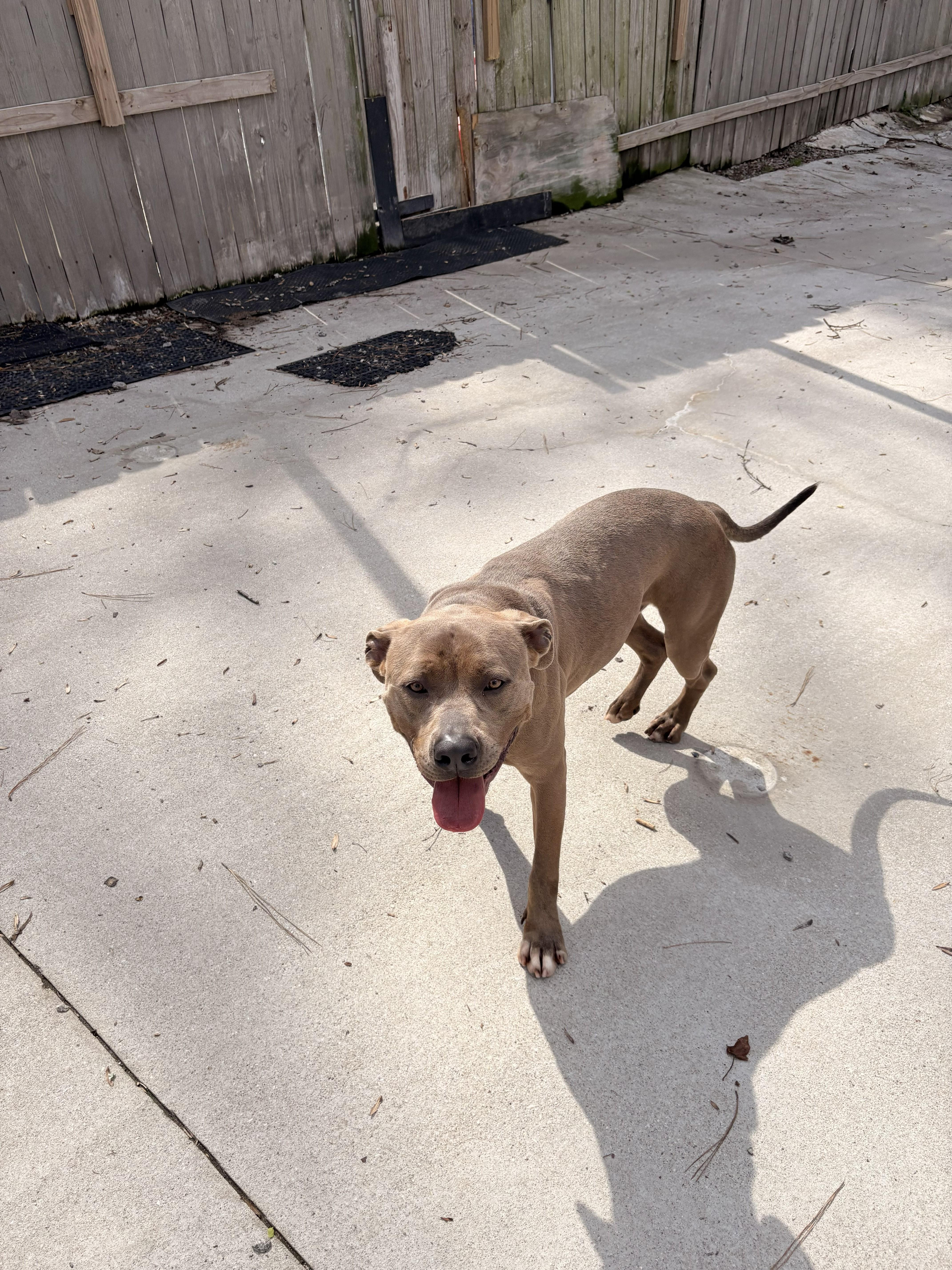Enlarge Bing, a Adopted mixed breed in Smyrna, GA image 1/3