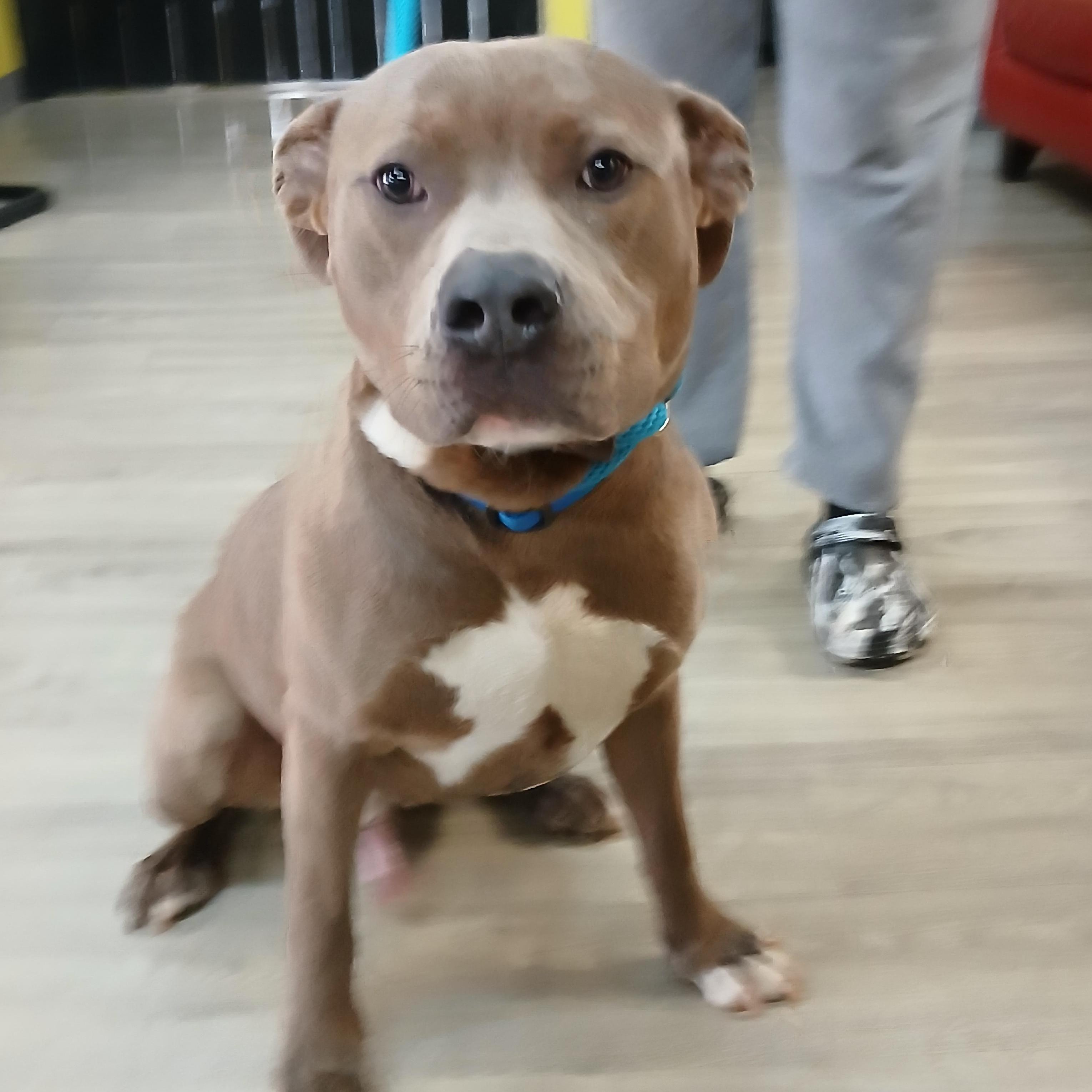 Enlarge Bing, a Adopted mixed breed in Smyrna, GA image 2/3
