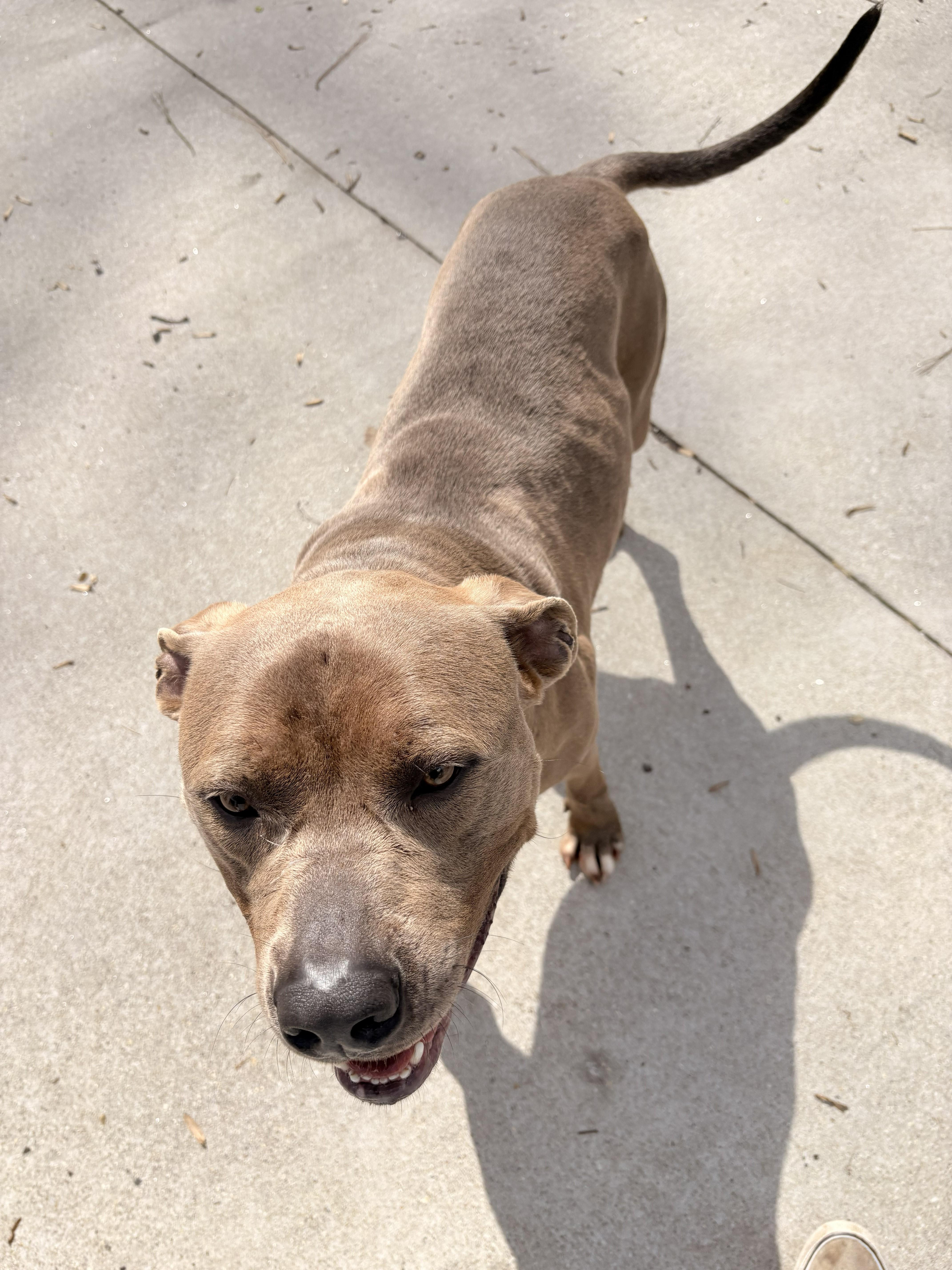 Enlarge Bing, a Adopted mixed breed in Smyrna, GA image 3/3