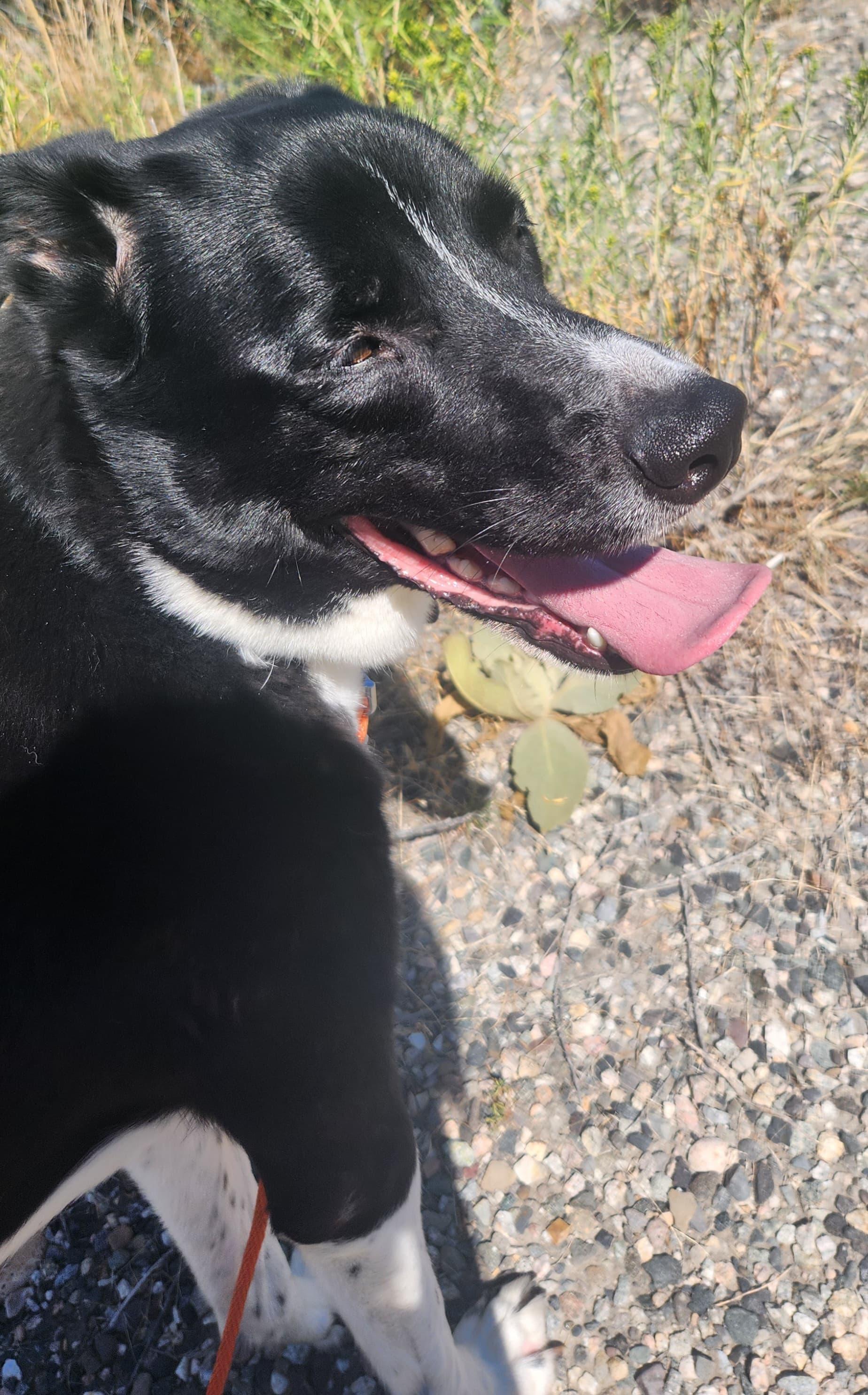 Enlarge Cooper, a ADOPTABLE mixed breed in Billings, MT image 2/3