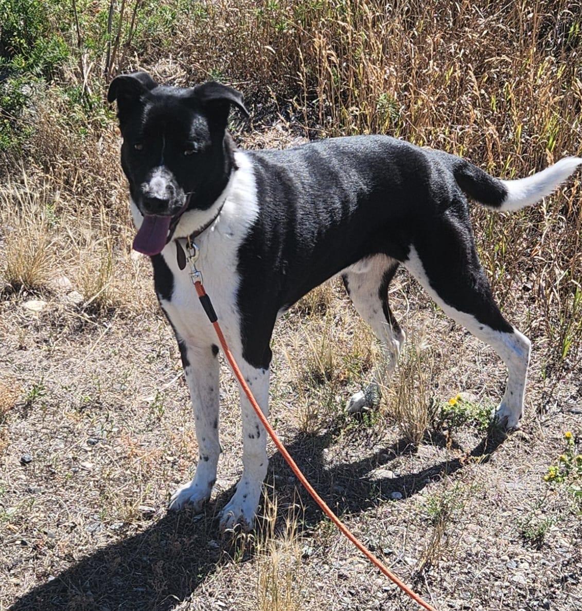 Cooper, ADOPTABLE, Adult Male Akita.