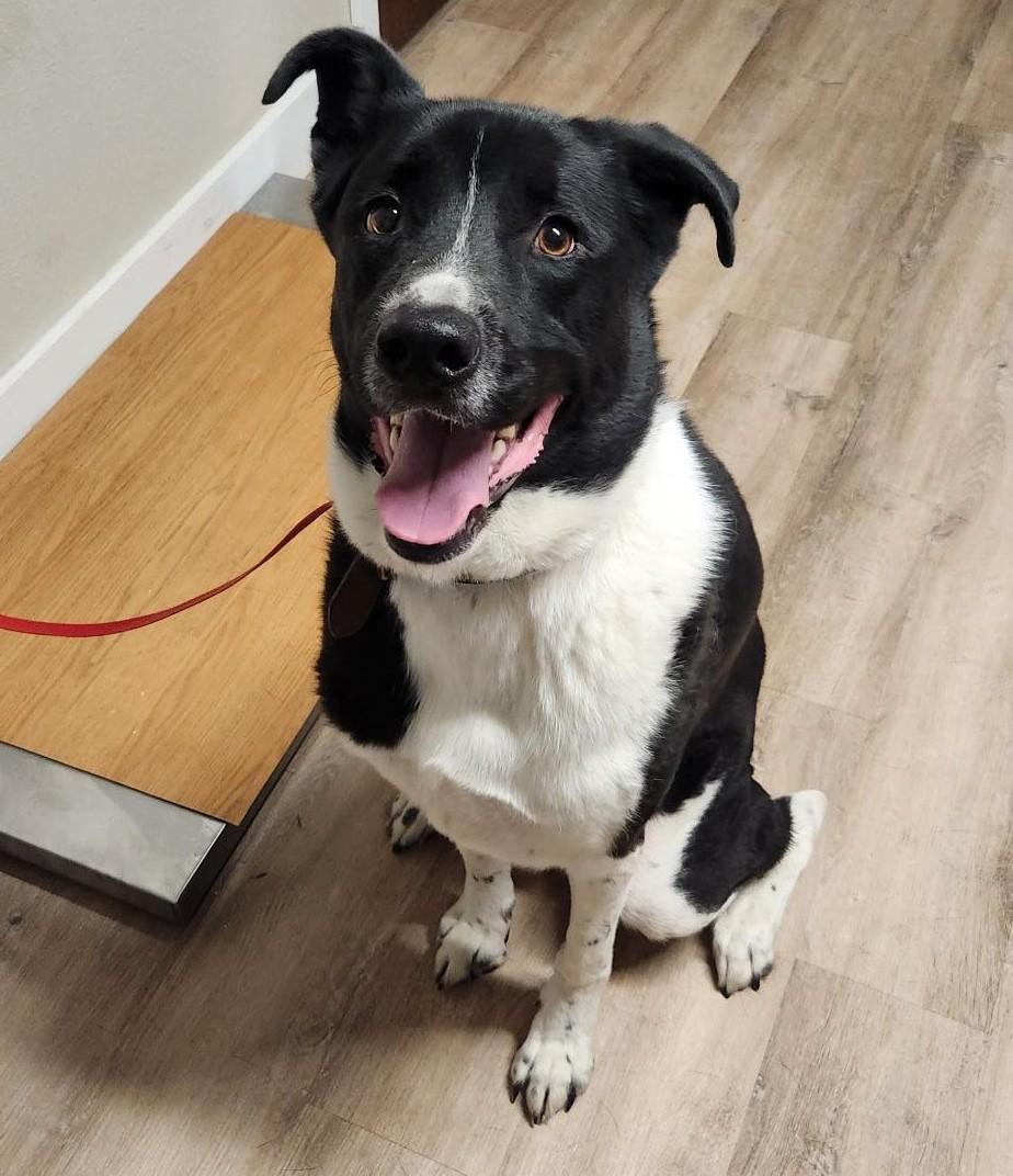 Enlarge Cooper, a ADOPTABLE mixed breed in Billings, MT image 3/3
