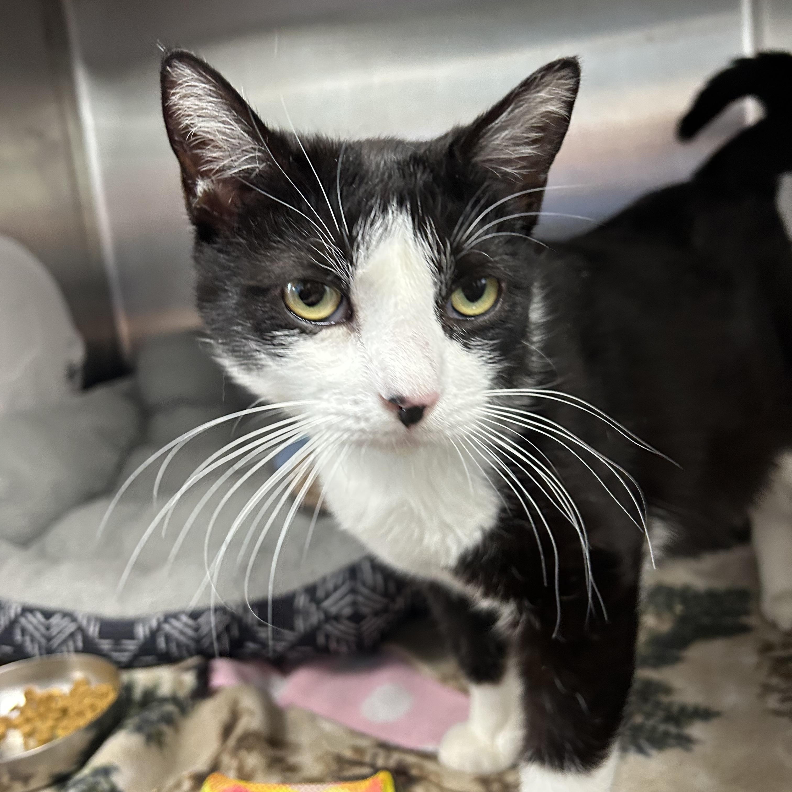 Poppy, Adult Female Domestic Short Hair