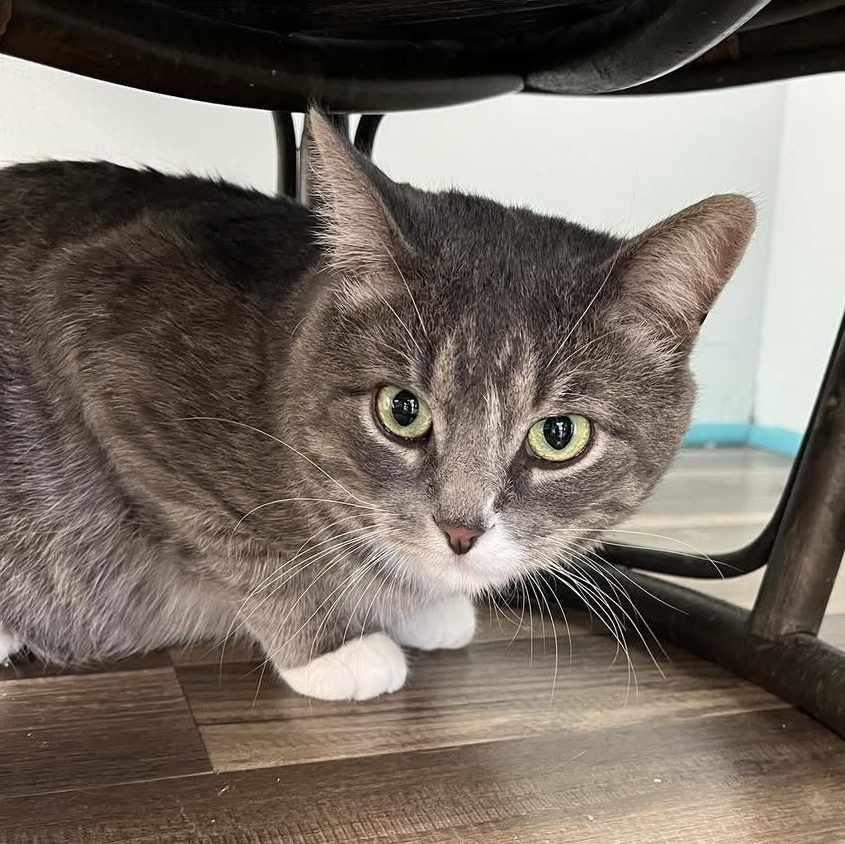 Mr. Bingley, Adult Male unknown