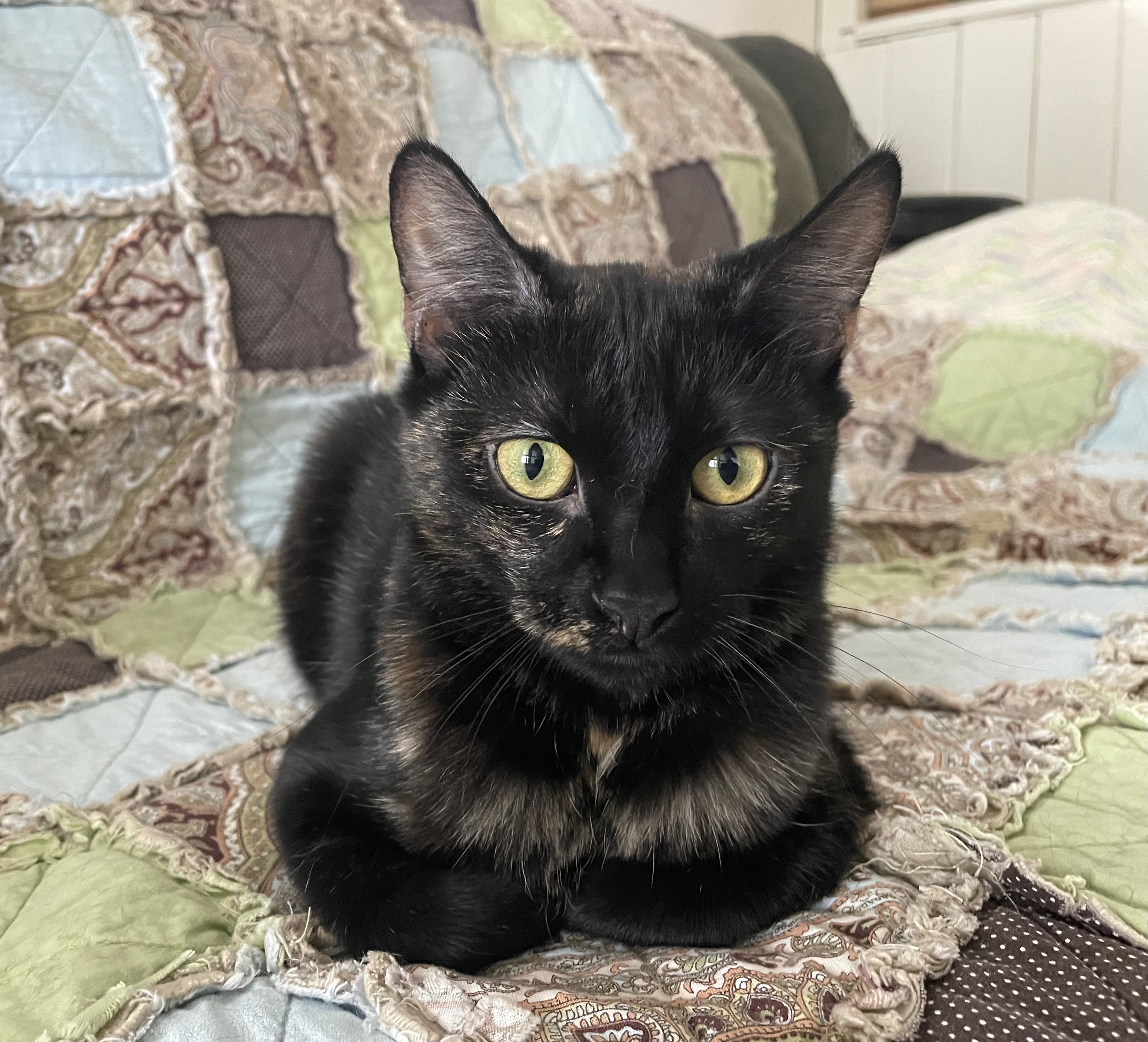 Little Zara, Adoptable, Young Female Domestic Short Hair.